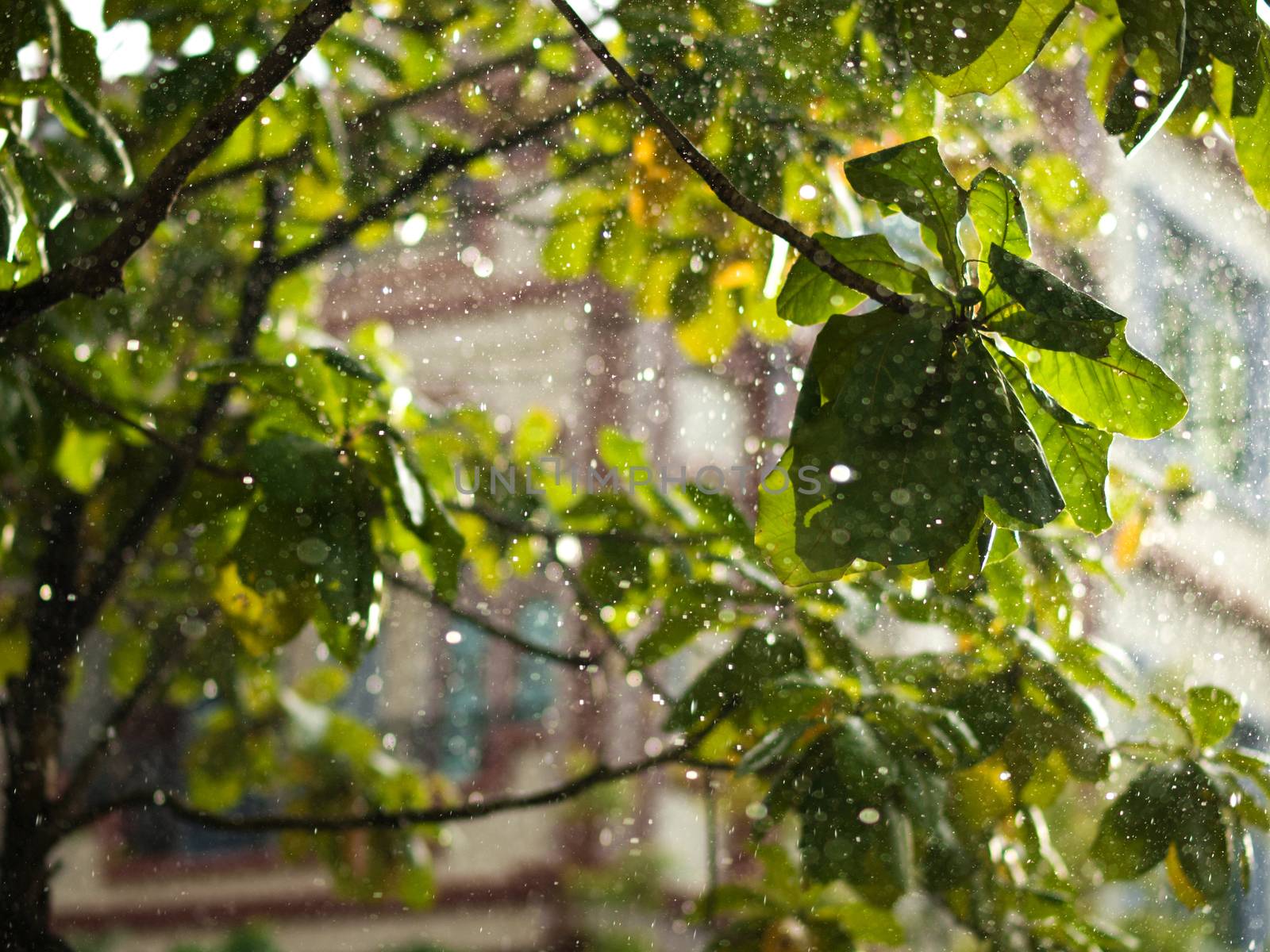 COLOR PHOTO OF CLOSE-UP OF RAINDROPS AND BLURRY LEAVES