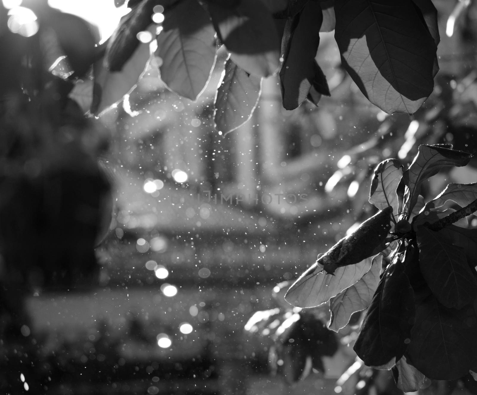 BLACK AND WHITE PHOTO OF CLOSE-UP OF RAINDROPS AND BLURRY LEAVES