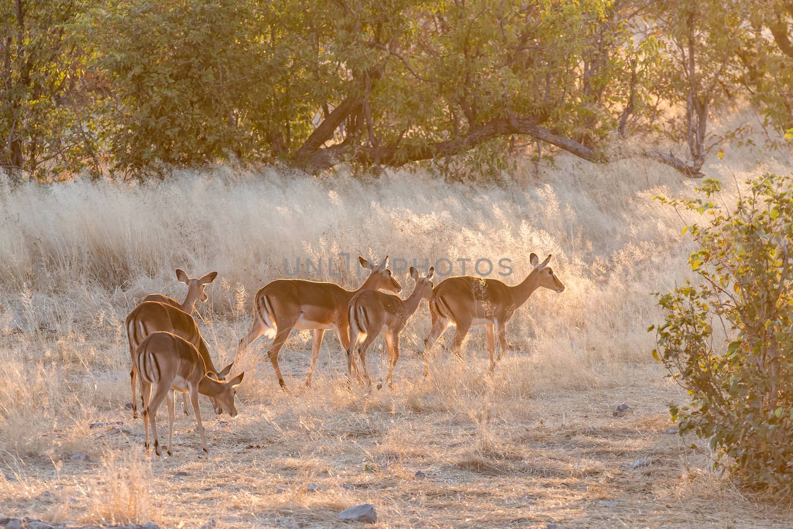 A herd of black-faced impala ewes, Aepyceros melampus, at sunset in Northern Namibia.