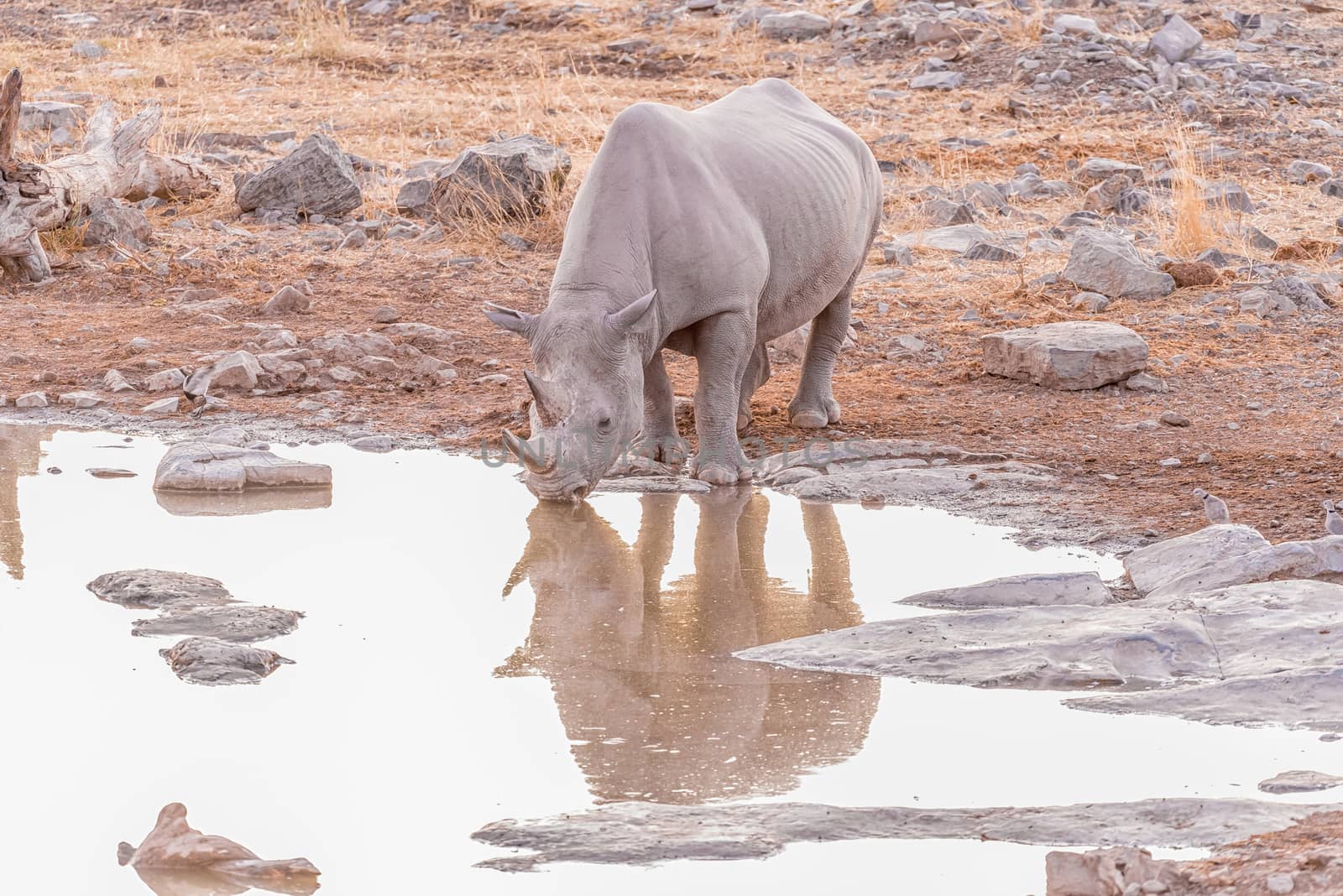 A black rhinoceros, Diceros bicornis, drinking water at a waterhole in Northern Namibia after sunset. Its reflection is visible on the water