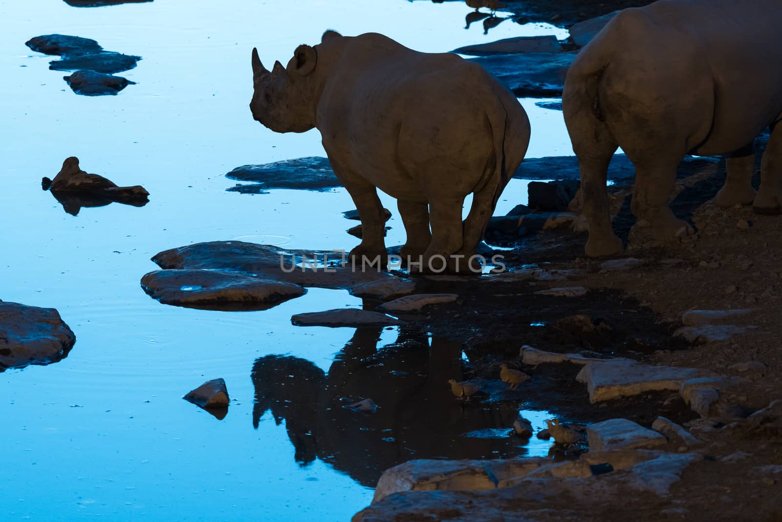 A black rhinoceros, Diceros bicornis, silhouette and reflection at a waterhole in Northern Namibia during the blue hour after sunset