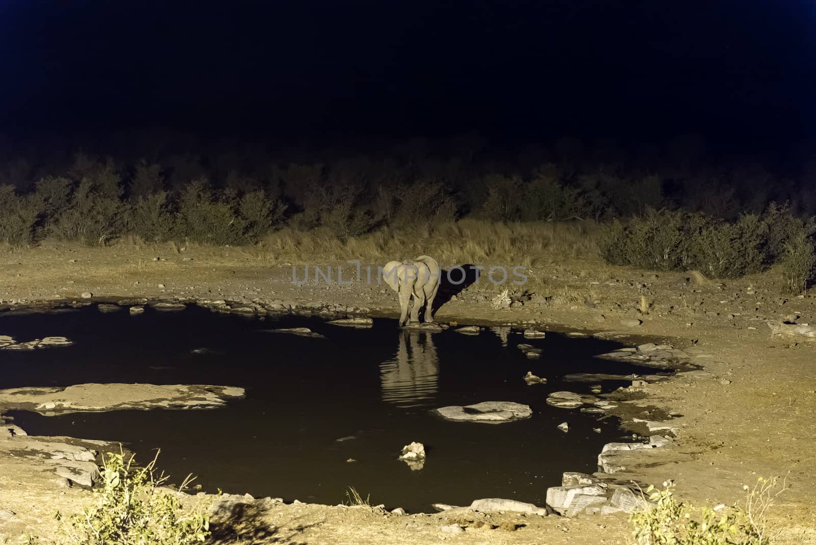 An African Elephant, Loxodonta africana, drinking water at an artificially lit waterhole in Northern Namibia after sunset. Its reflection is visible on the water