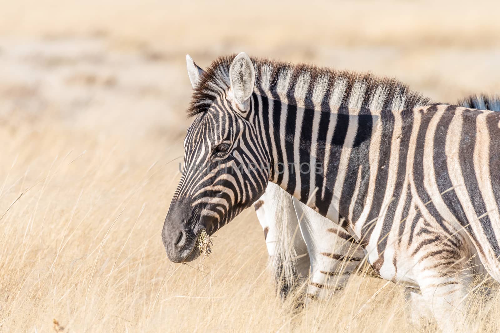 A close-up portrait of a burchells zebra,  Equus quagga burchellii, with grass in its mouth in Northern Namibia