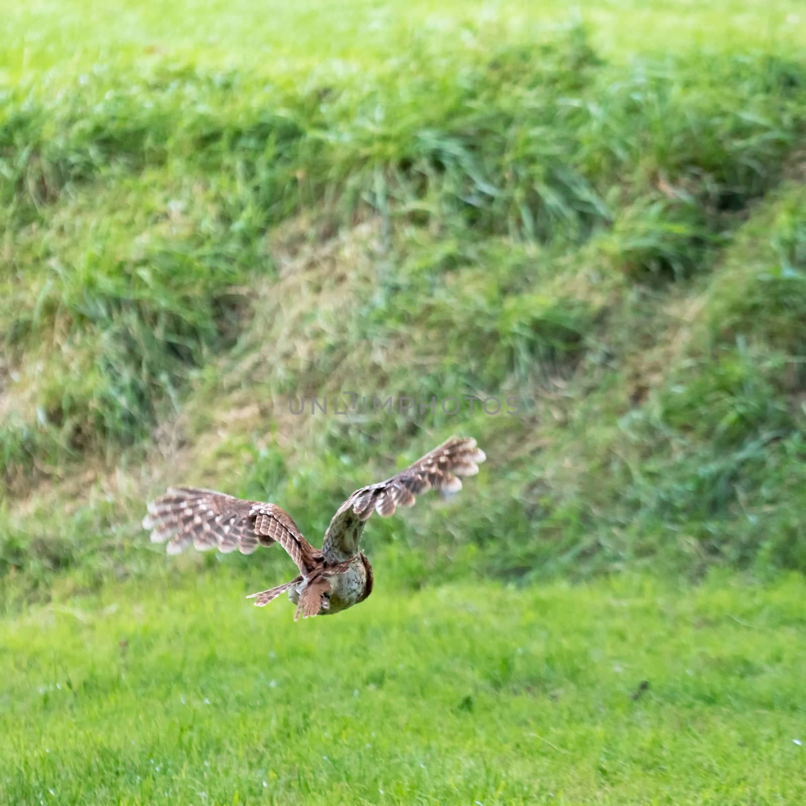 Tawny Owl (Strix aluco) in Flight
