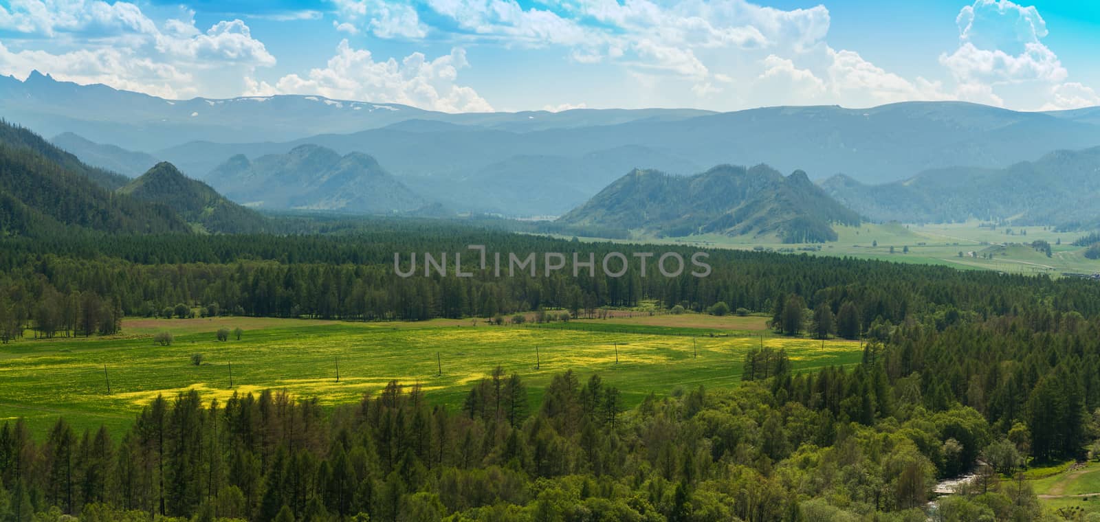 Beauty colors of summer Altai. Green and yellow meadow with trees on mountain background