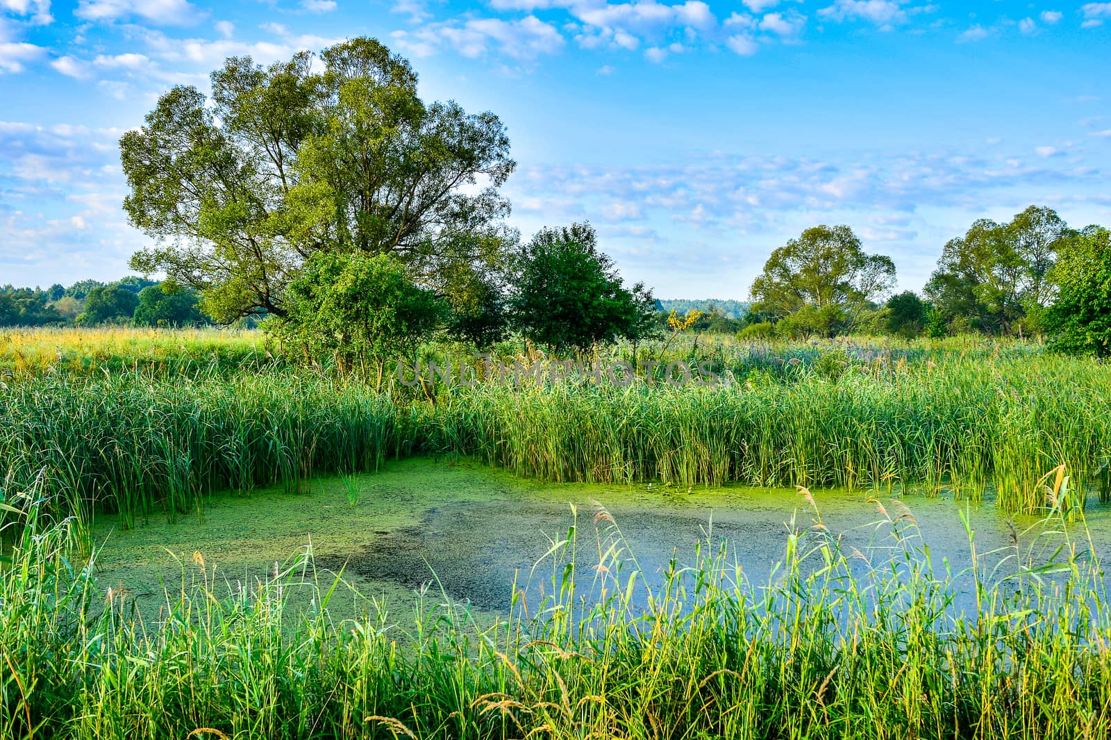 Photo with overgrown lake in summer.