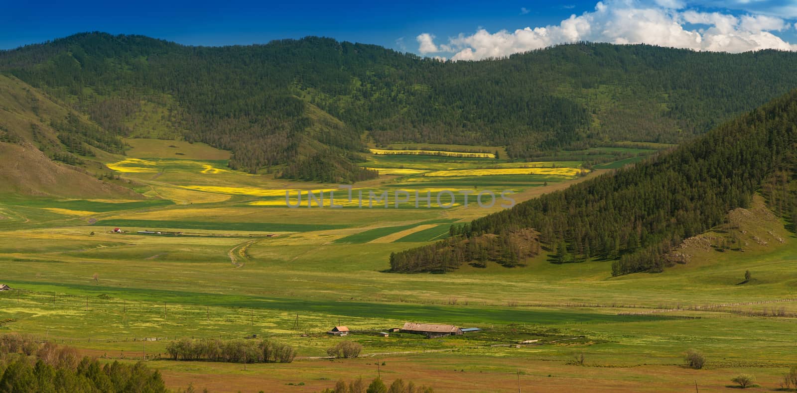 Beauty colors of summer Altai. Green and yellow meadow with trees on mountain background