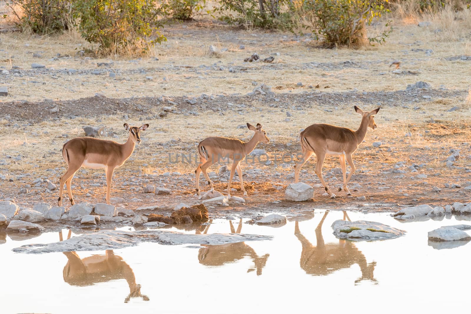 Three black-faced impala, Aepyceros melampus, at a waterhole in Northern Namibia. Their reflections are visible on the water