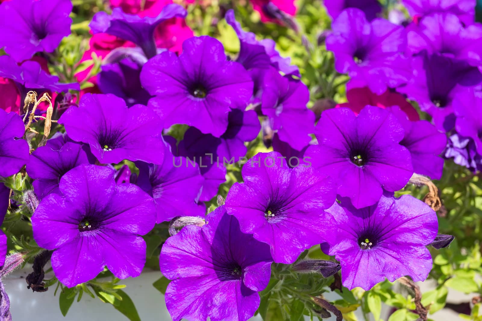 Beautiful purple petunia by AlexBush