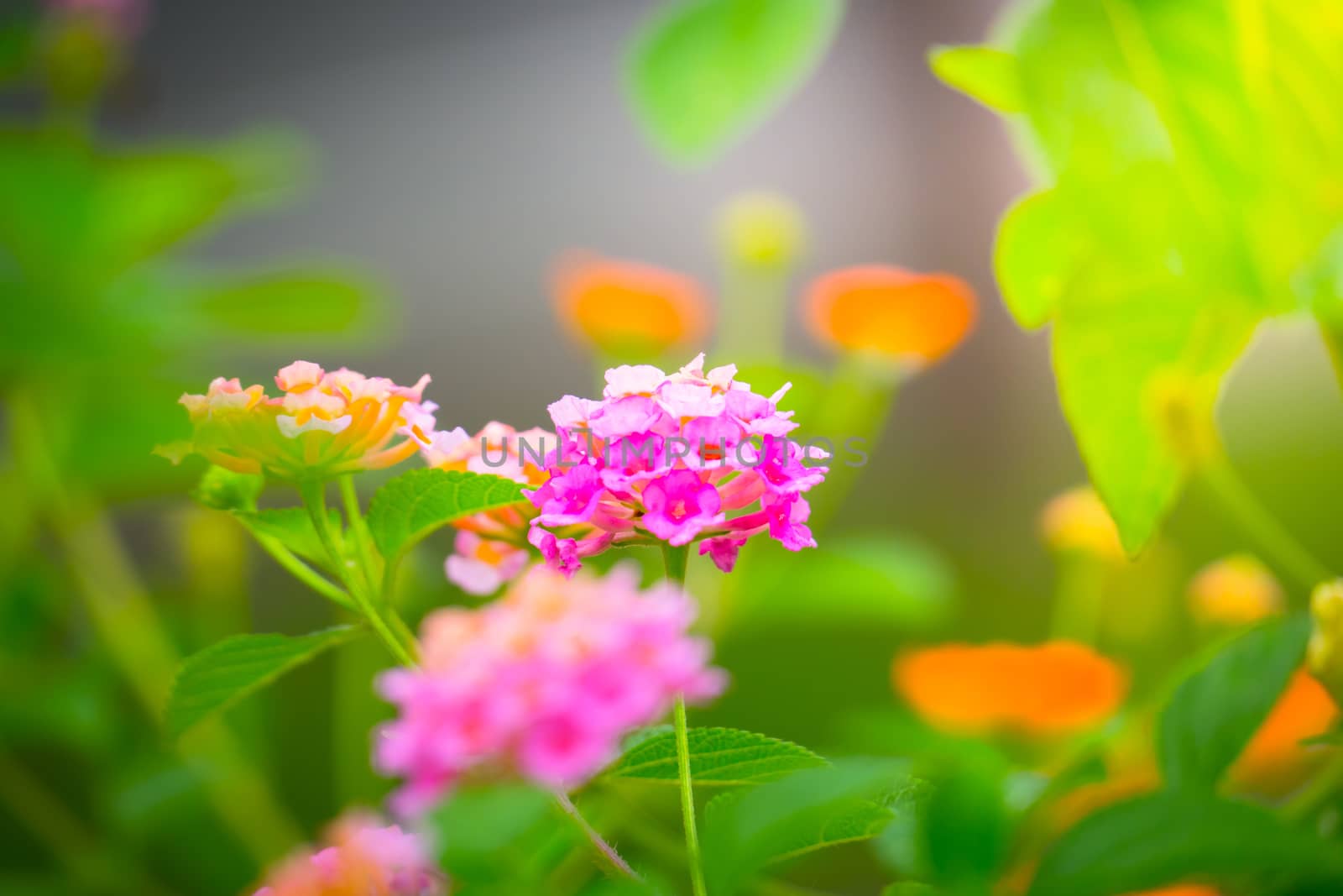 The background image of the colorful flowers by teerawit