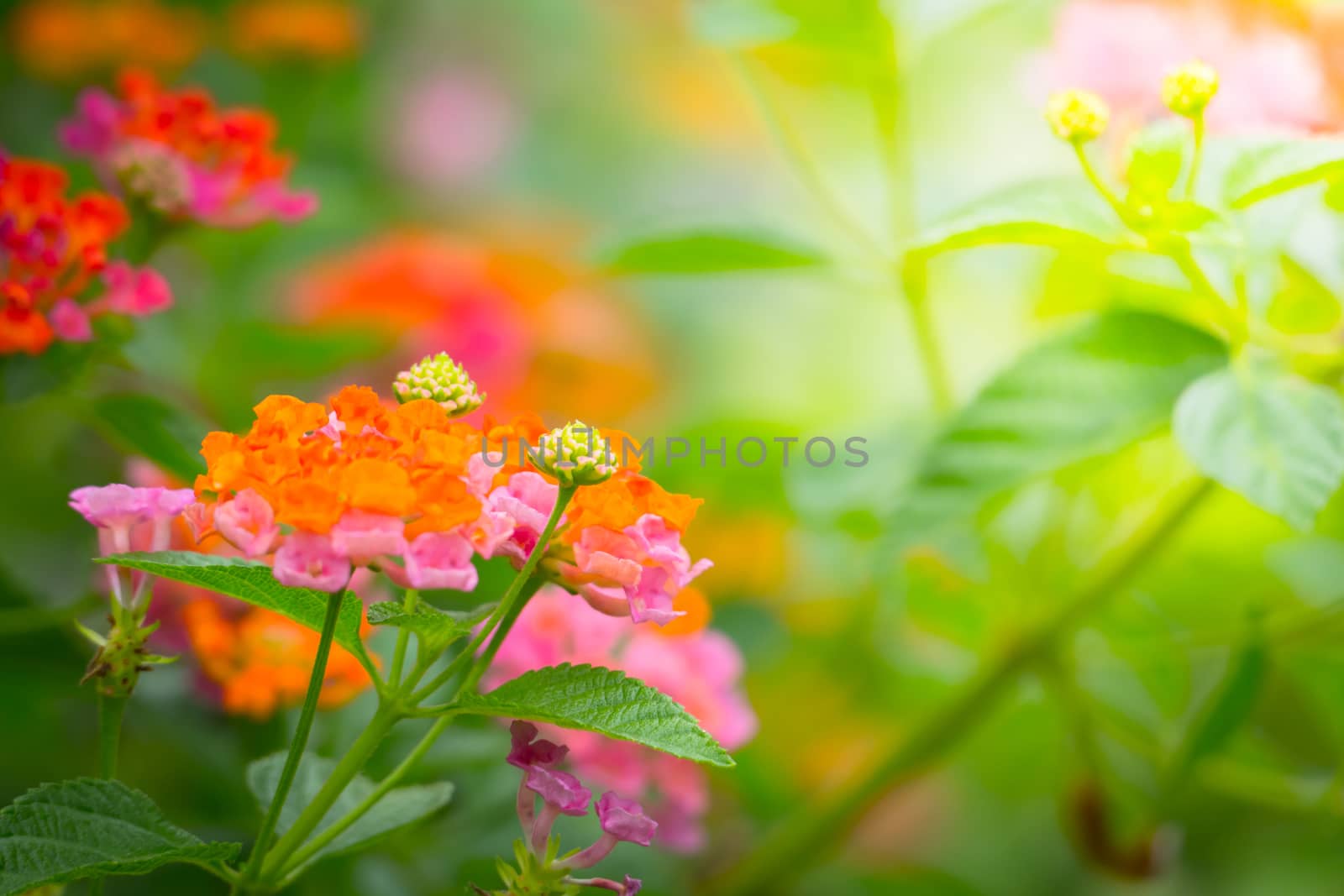 The background image of the colorful flowers by teerawit