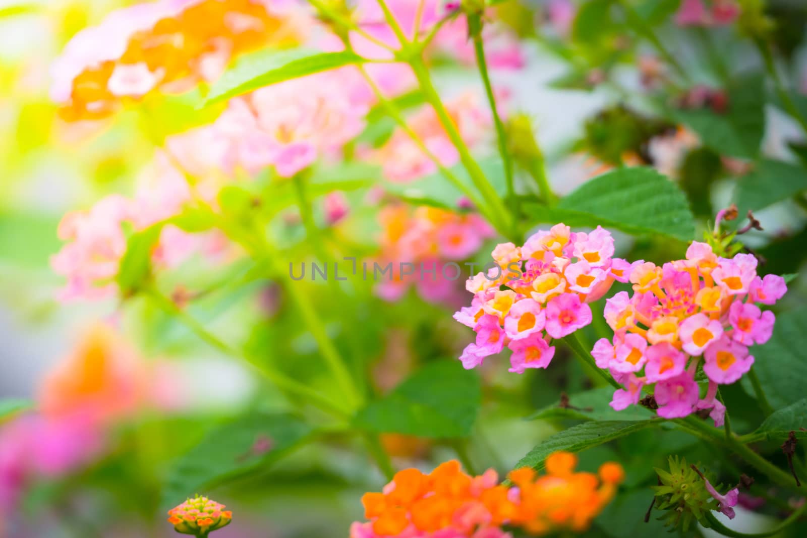 The background image of the colorful flowers by teerawit