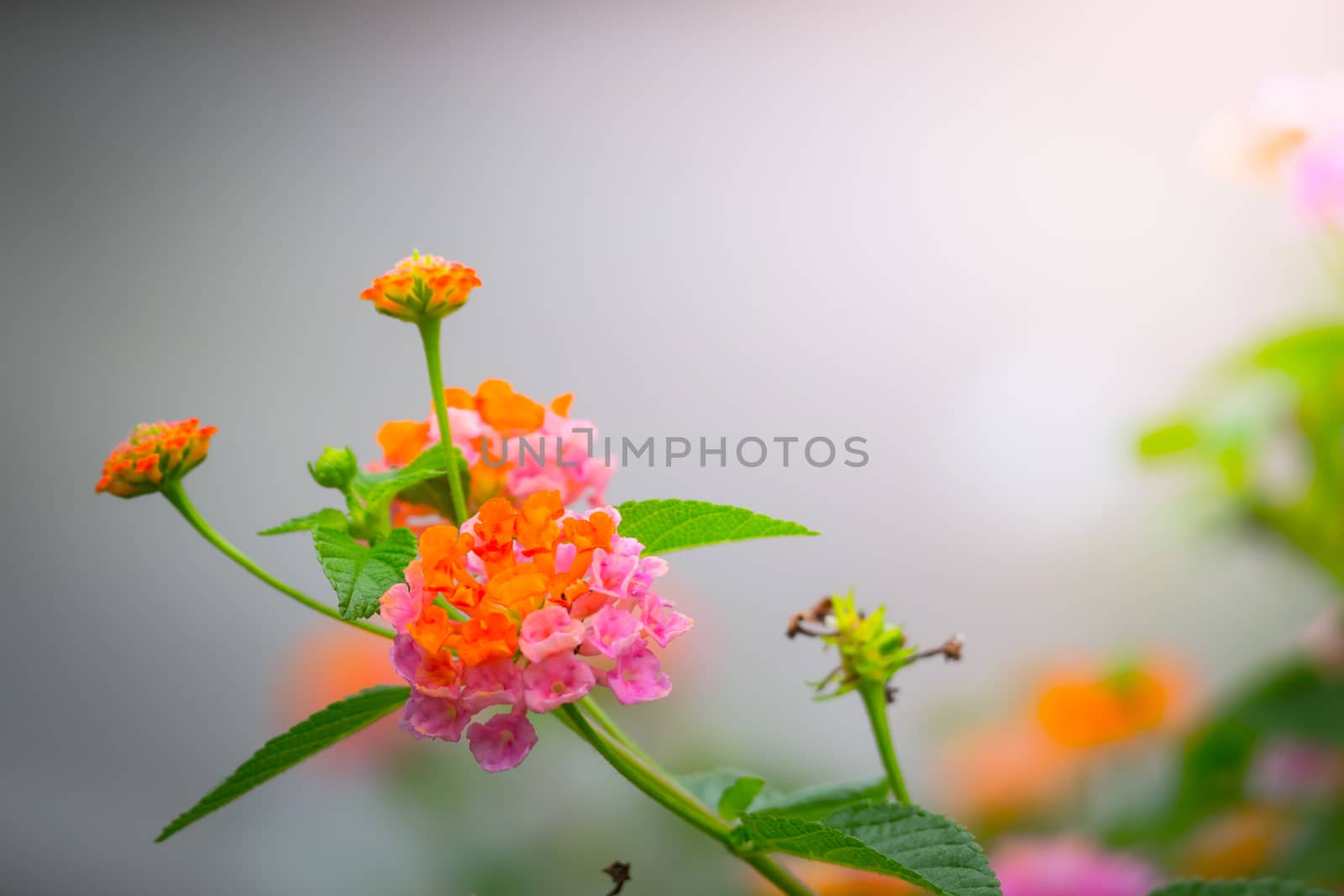 The background image of the colorful flowers by teerawit