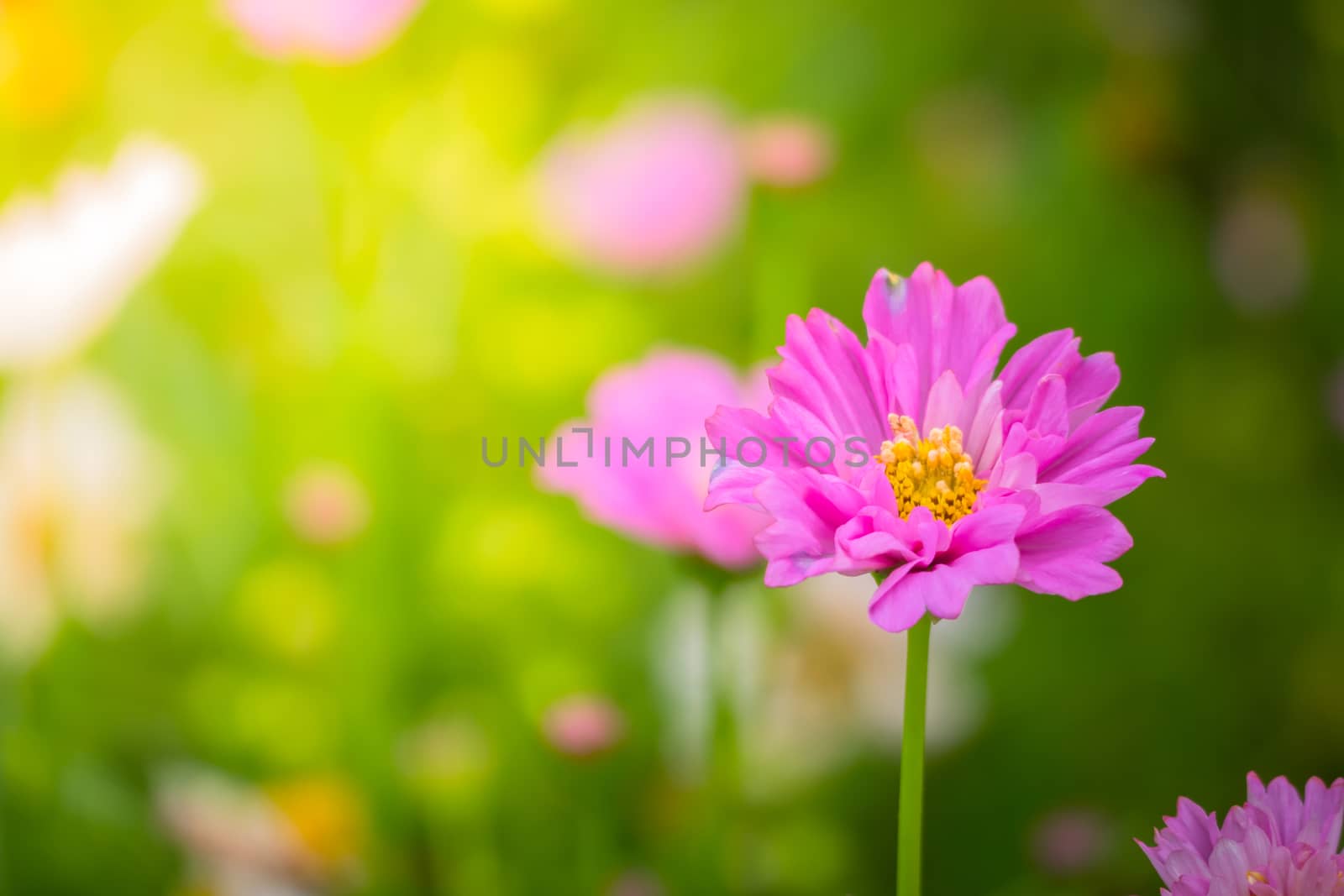 The background image of the colorful flowers by teerawit