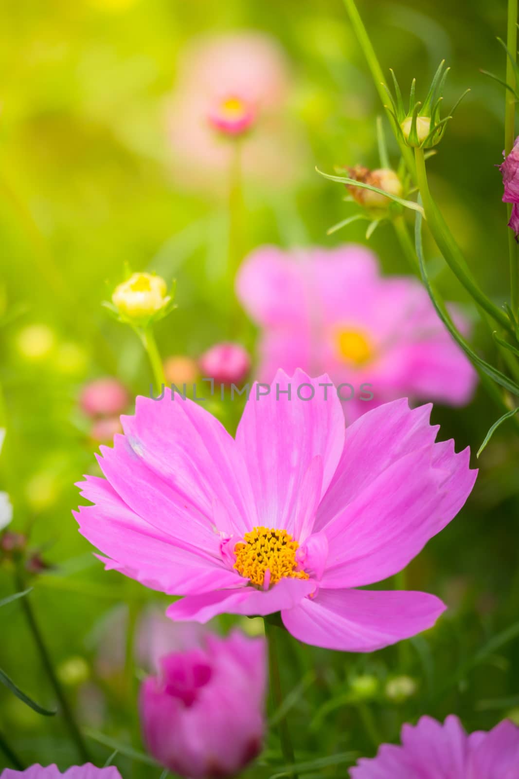 The background image of the colorful flowers by teerawit