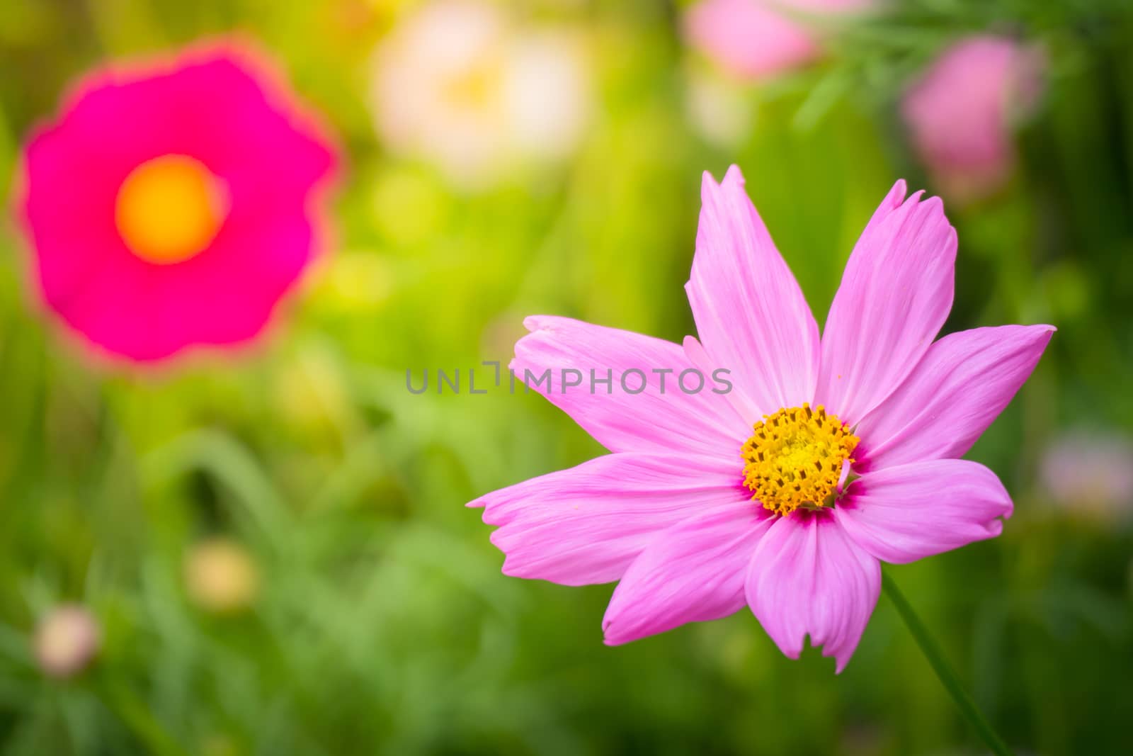 The background image of the colorful flowers by teerawit