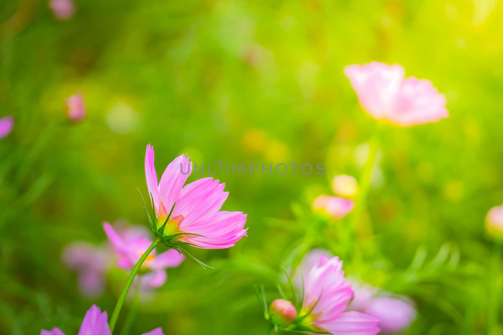 The background image of the colorful flowers by teerawit