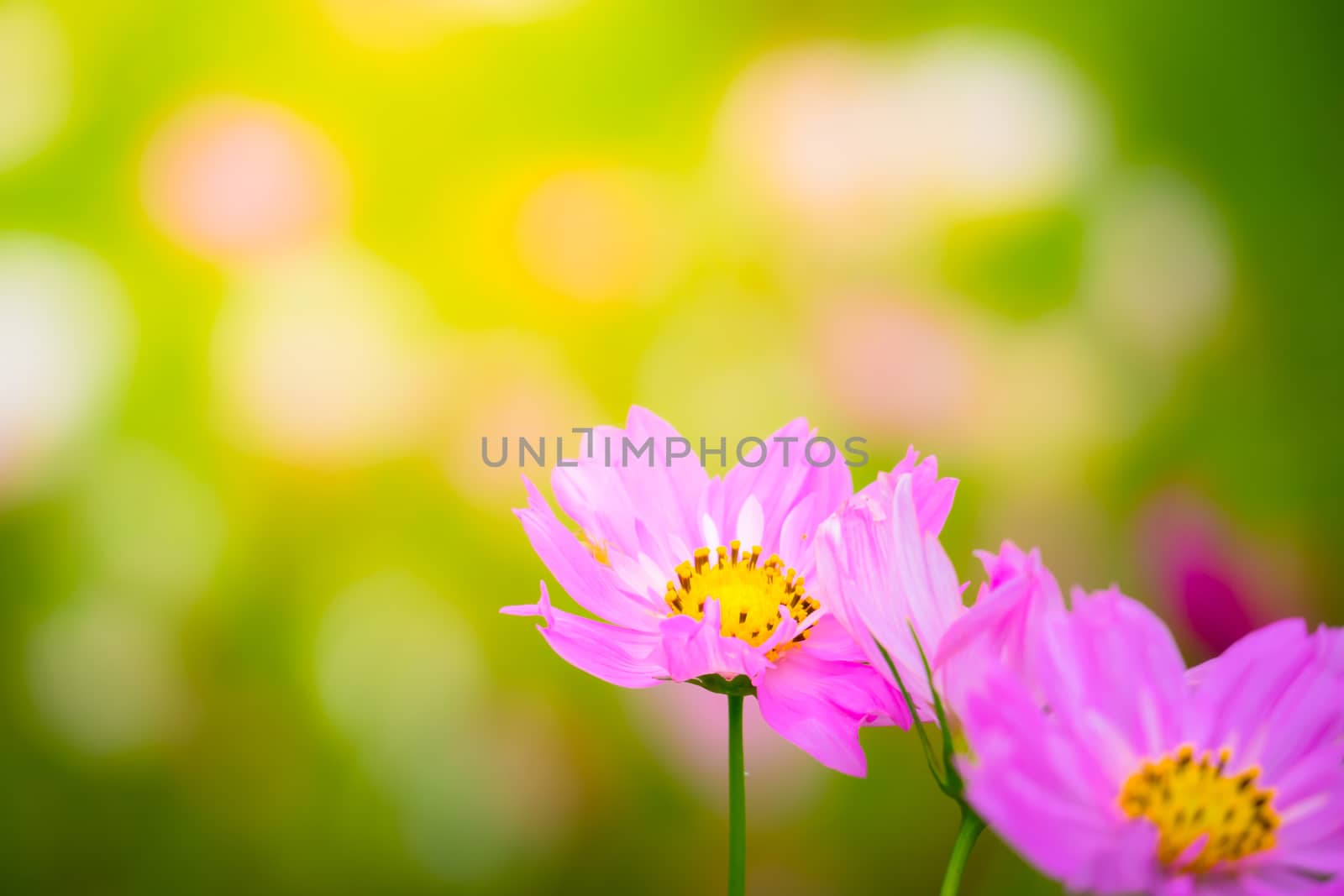 The background image of the colorful flowers by teerawit