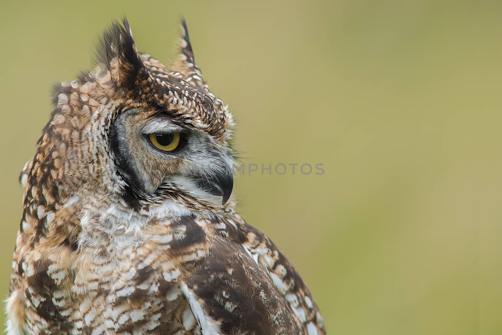 A spotted eagle owl profile portrait positioned on the left and looking into open space on the right with room for copy text