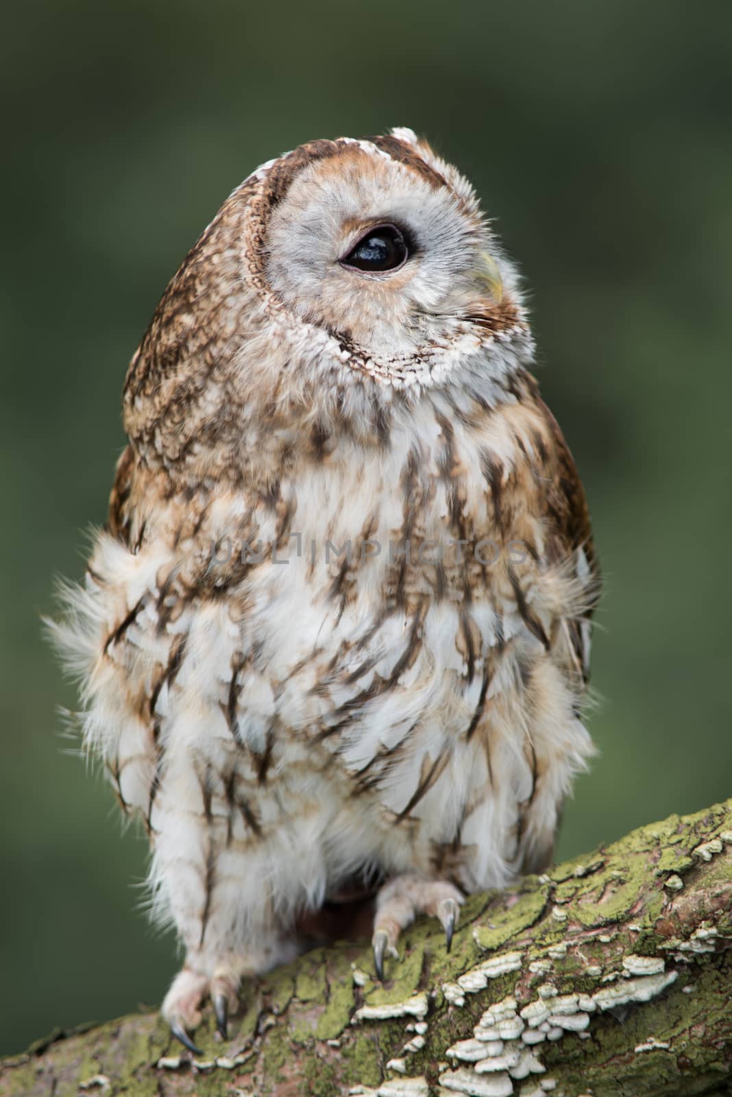 close up full length photograph of a tawny owl perched on a log and looking up towards the sky. Upright vertical format