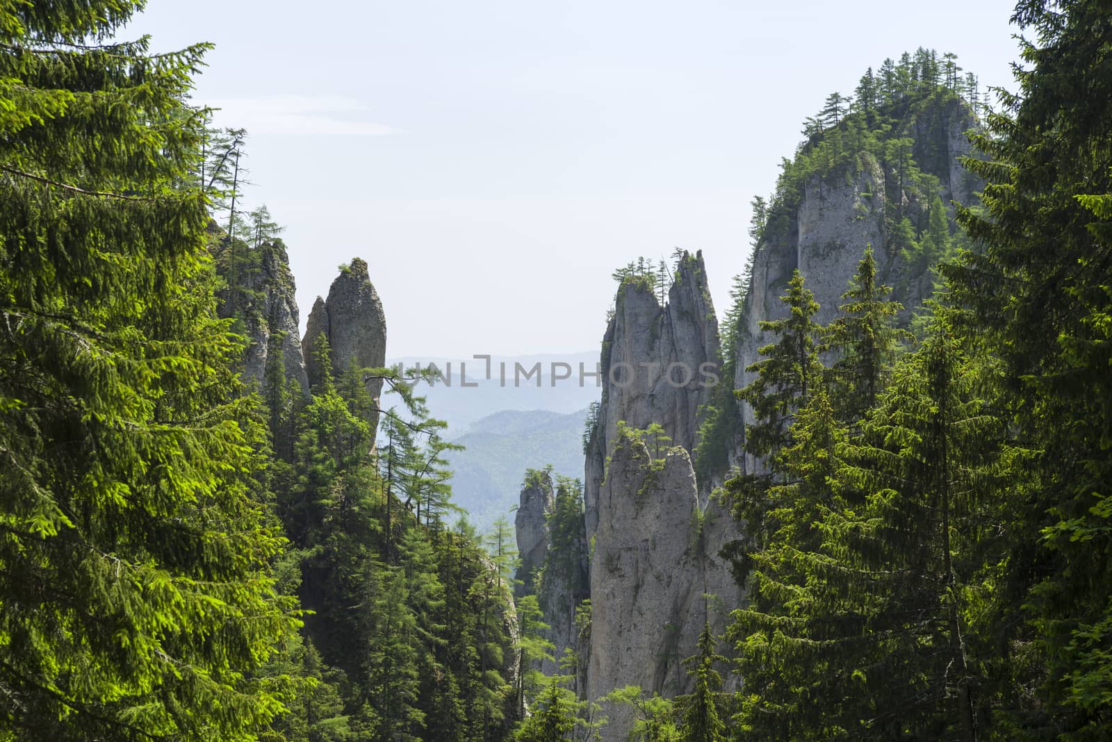 Pine trees on rocky walls, summer forest landscape