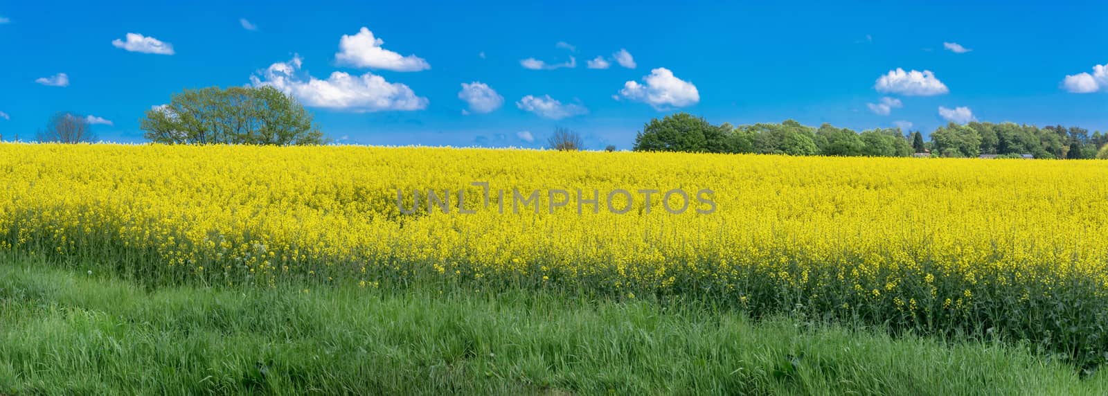 Blooming rapeseed field panorama with beautiful blue sky in the background. Symbolizing green energy.