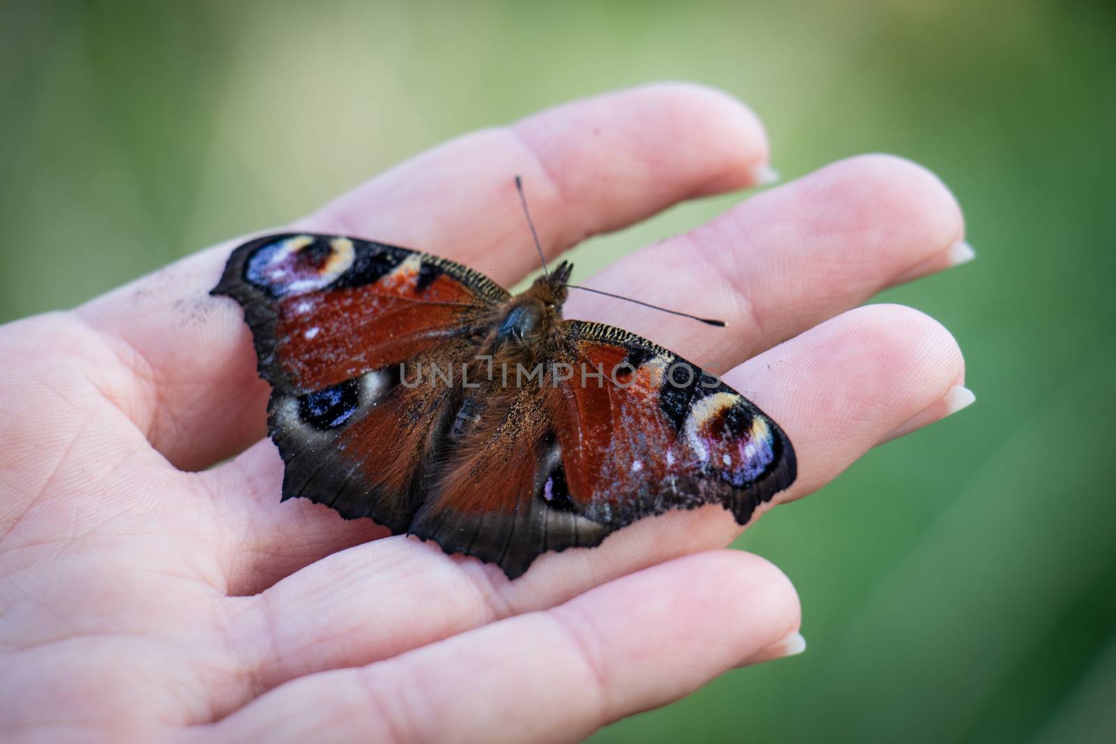 Colorful butterfly on a man's hand. Hand on grass background. Summer season.