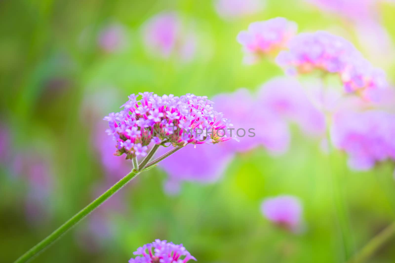 The background image of the colorful flowers by teerawit