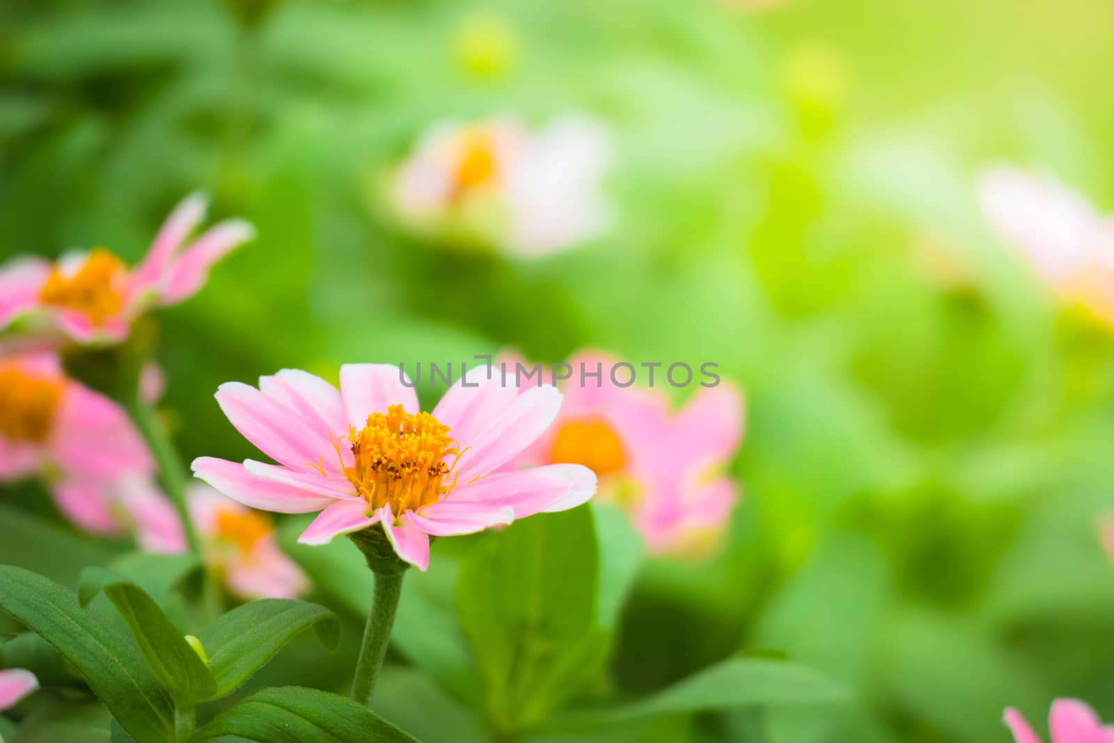 The background image of the colorful flowers, background nature