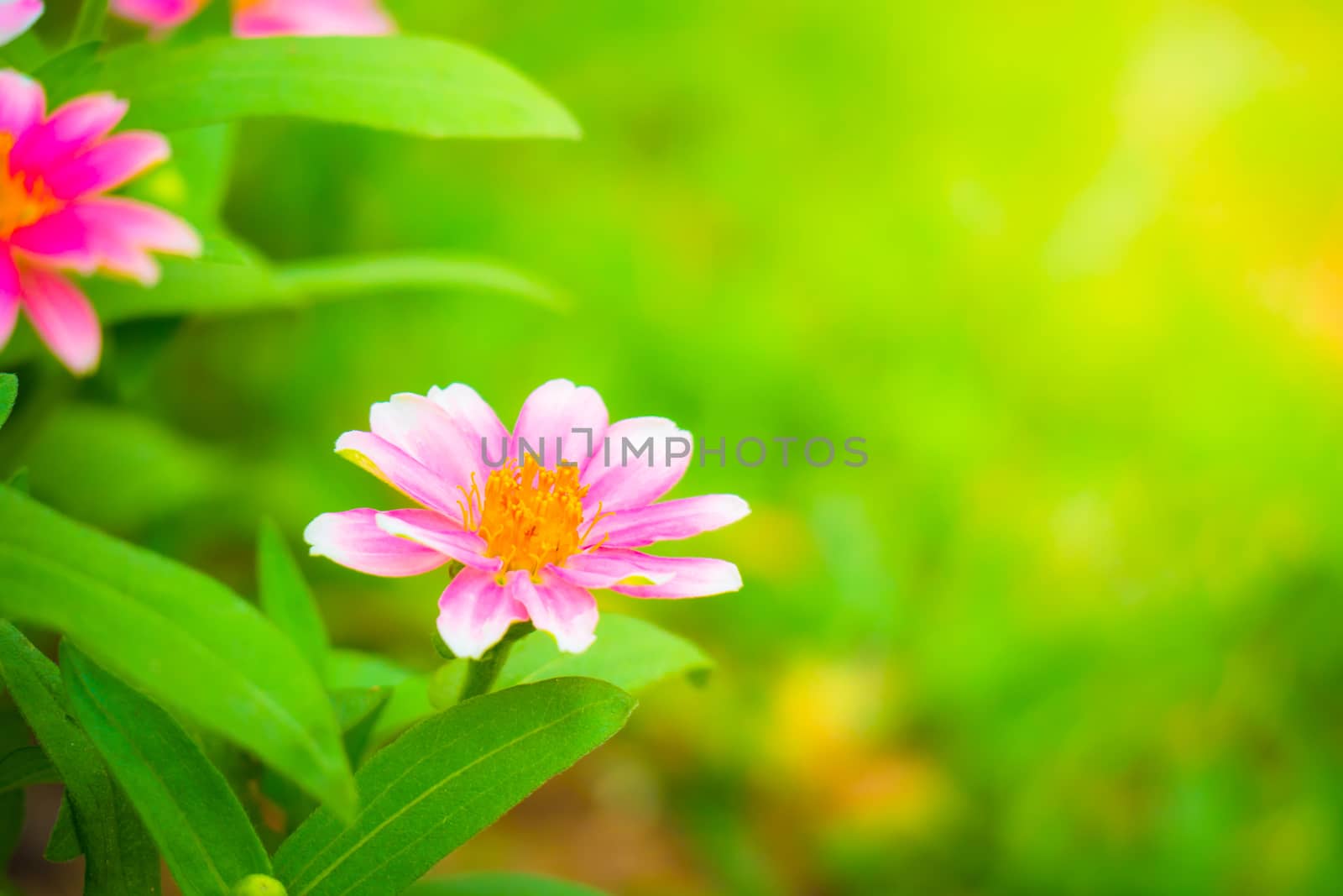 The background image of the colorful flowers, background nature