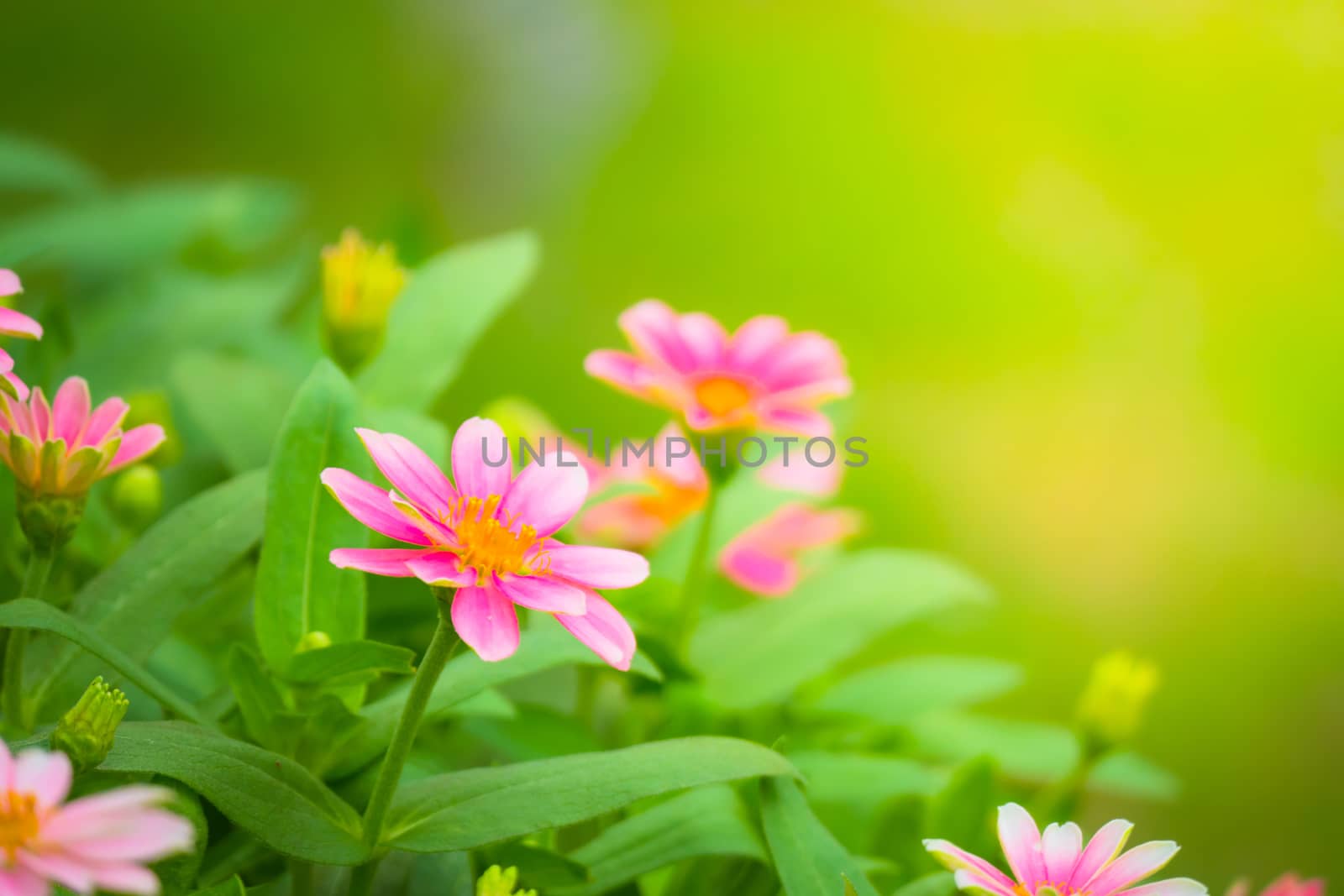 The background image of the colorful flowers by teerawit