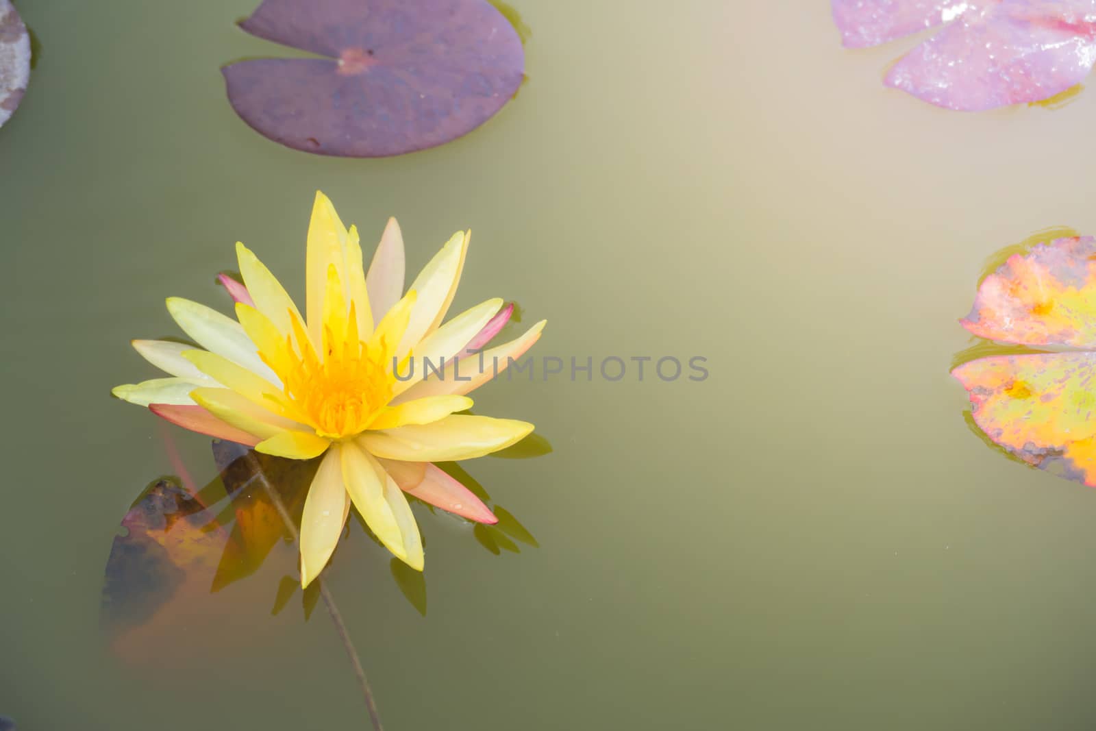 Lotus flowers blooming on the pond in summer