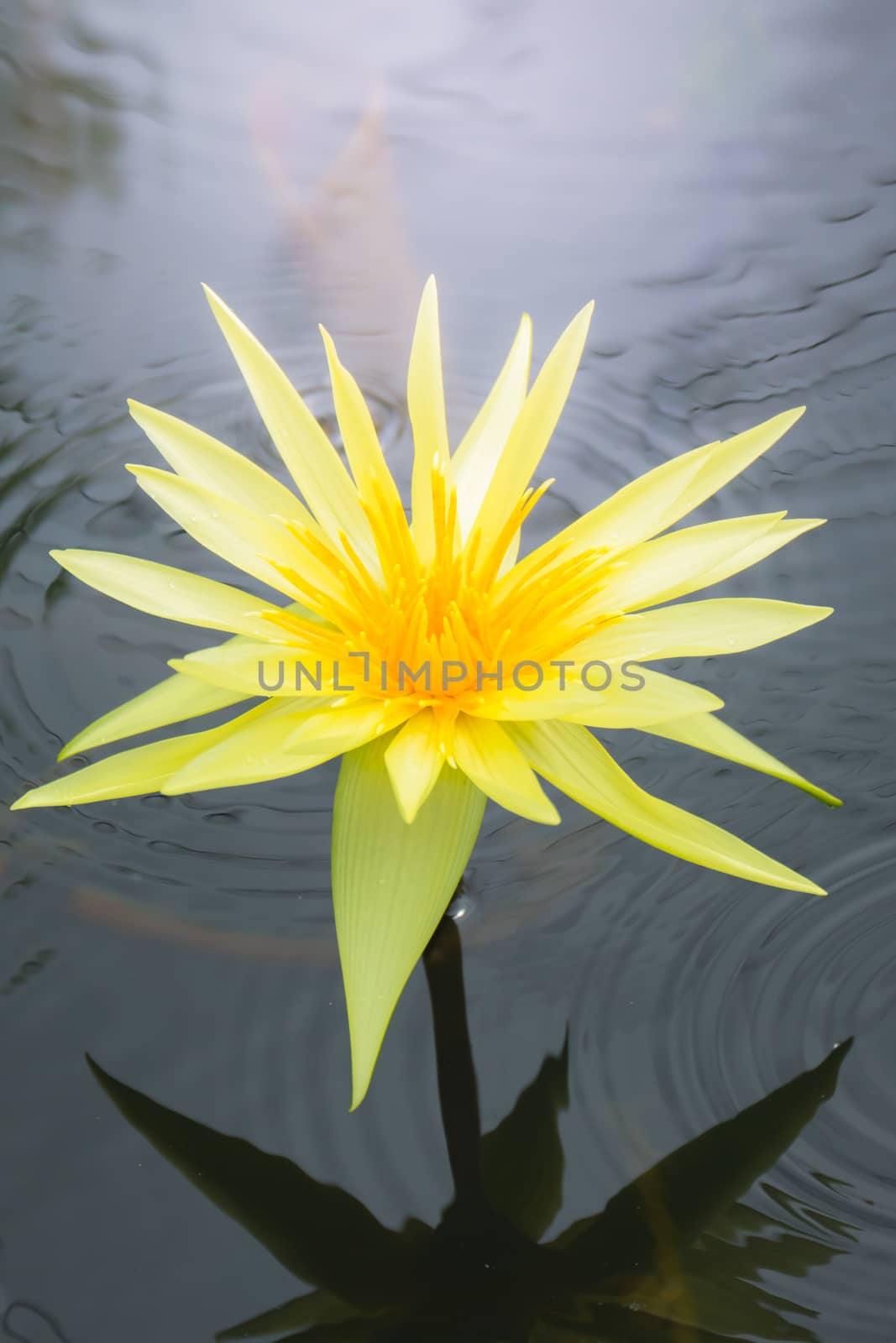 Lotus flowers blooming on the pond in summer by teerawit