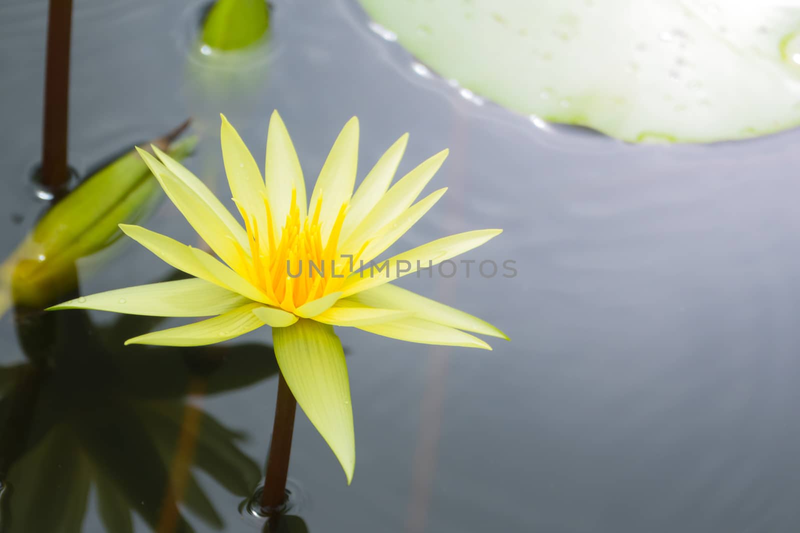 Lotus flowers blooming on the pond in summer by teerawit