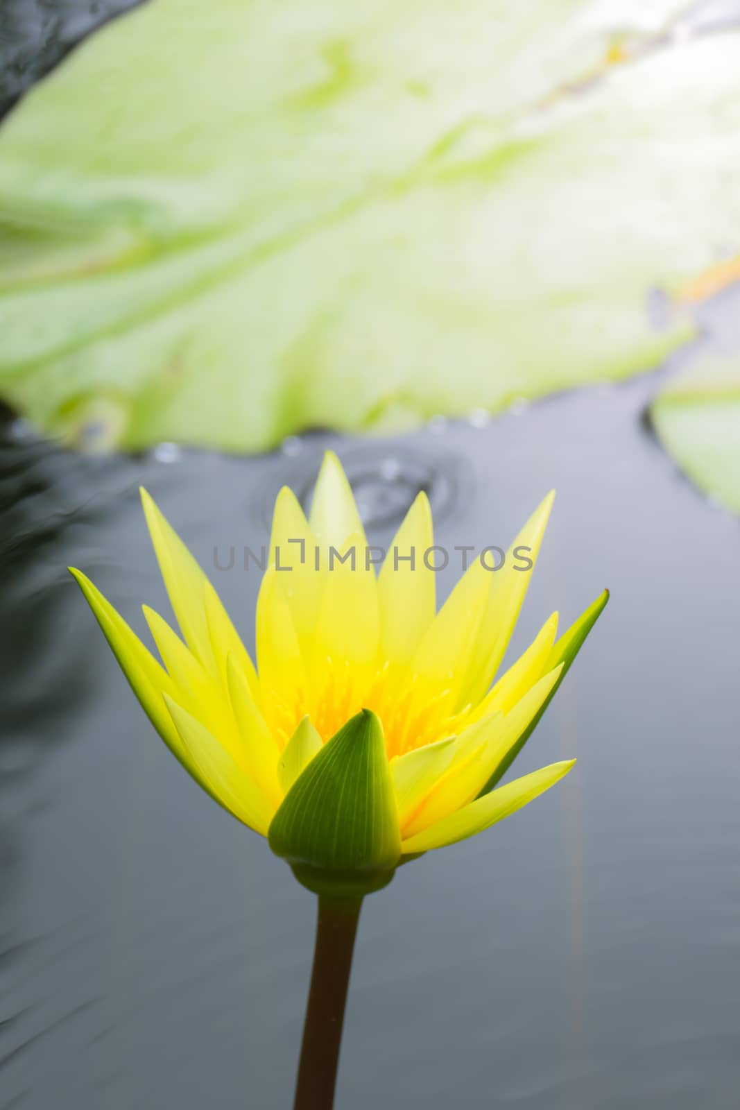 Lotus flowers blooming on the pond in summer by teerawit