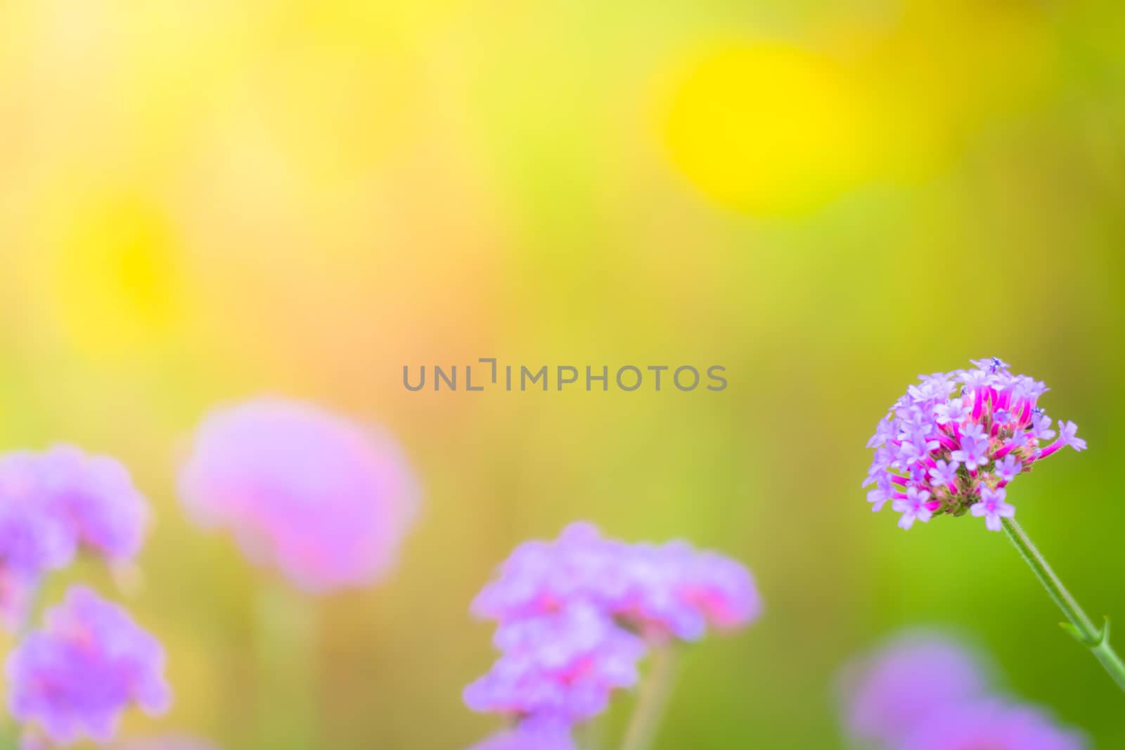 The background image of the colorful flowers by teerawit