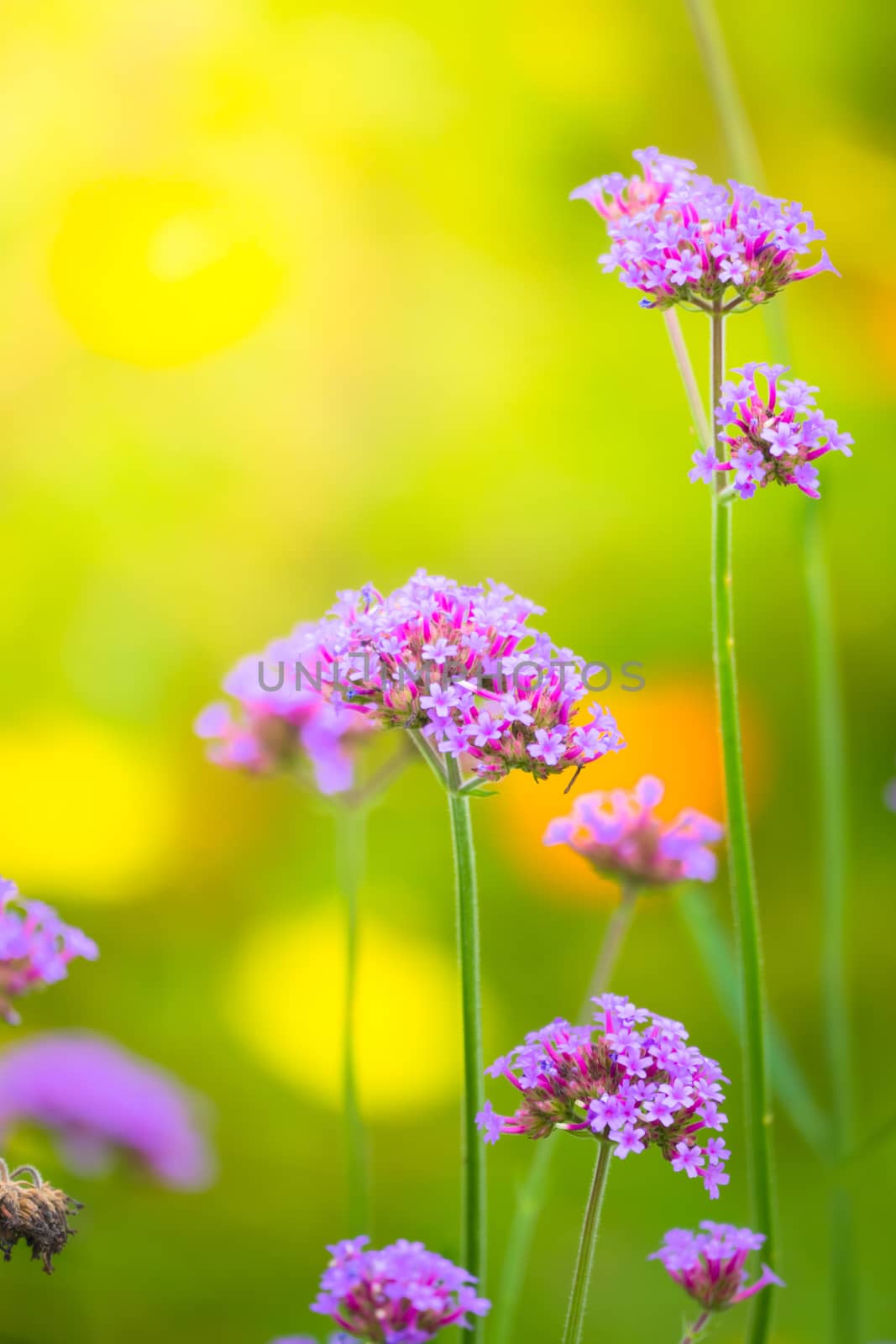 The background image of the colorful flowers by teerawit