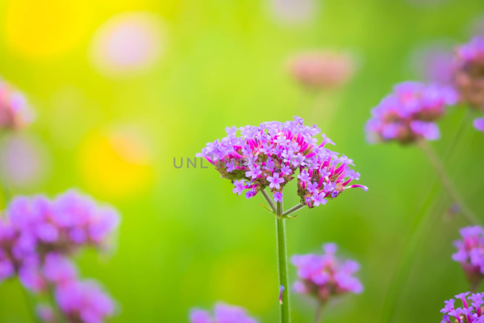 The background image of the colorful flowers by teerawit