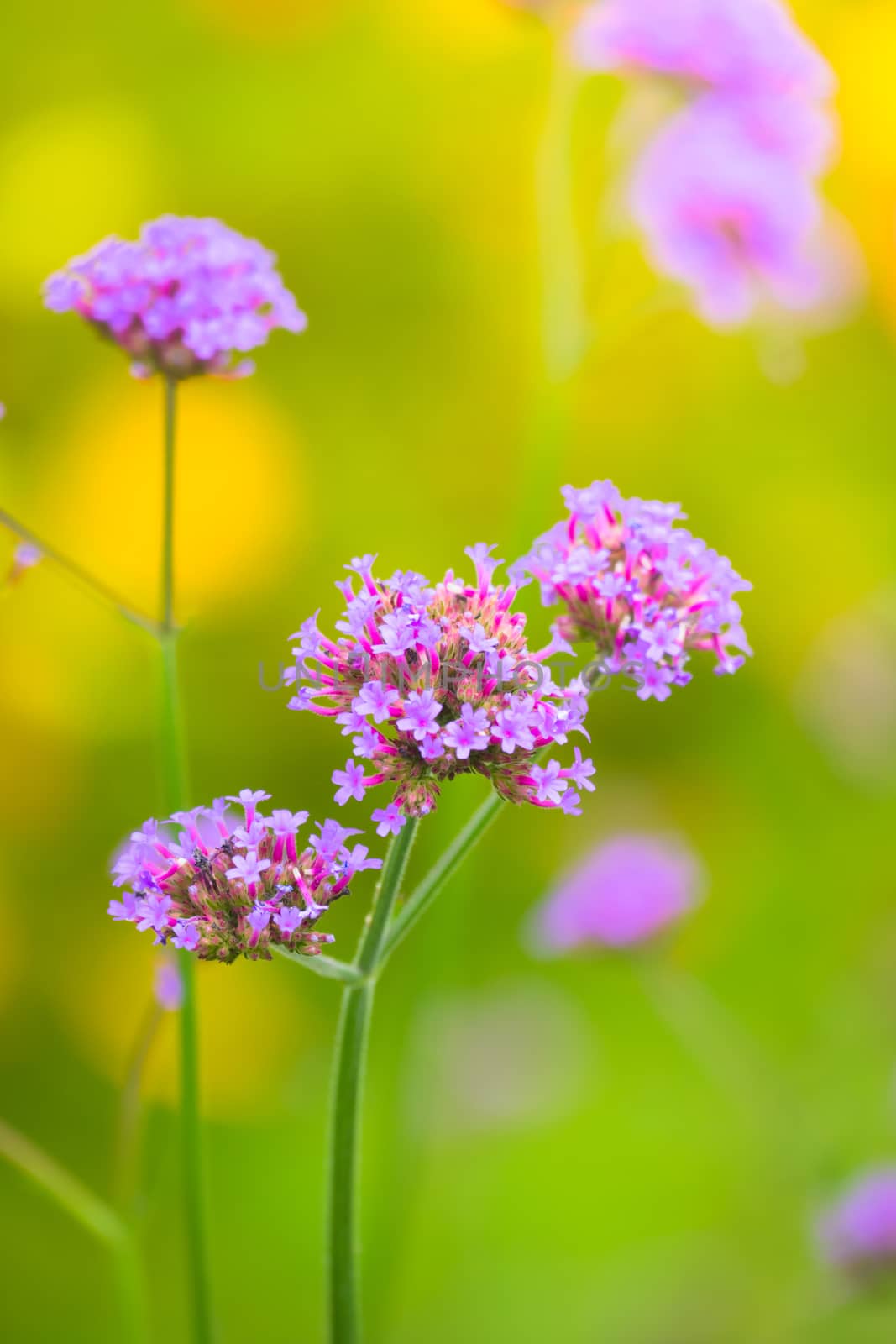 The background image of the colorful flowers, background nature