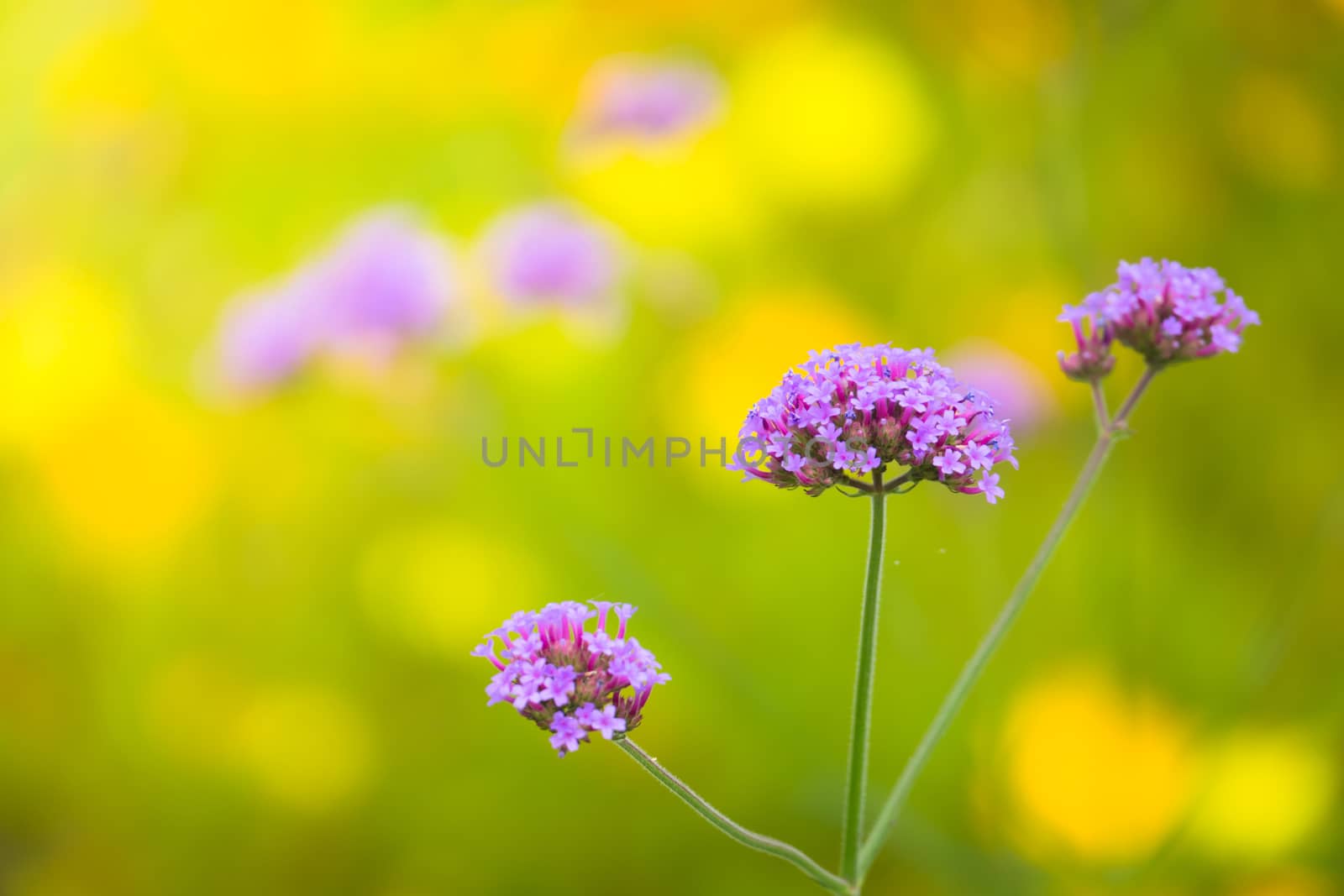 The background image of the colorful flowers, background nature