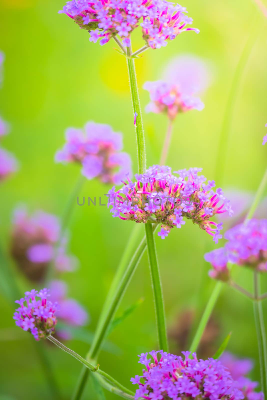 The background image of the colorful flowers, background nature