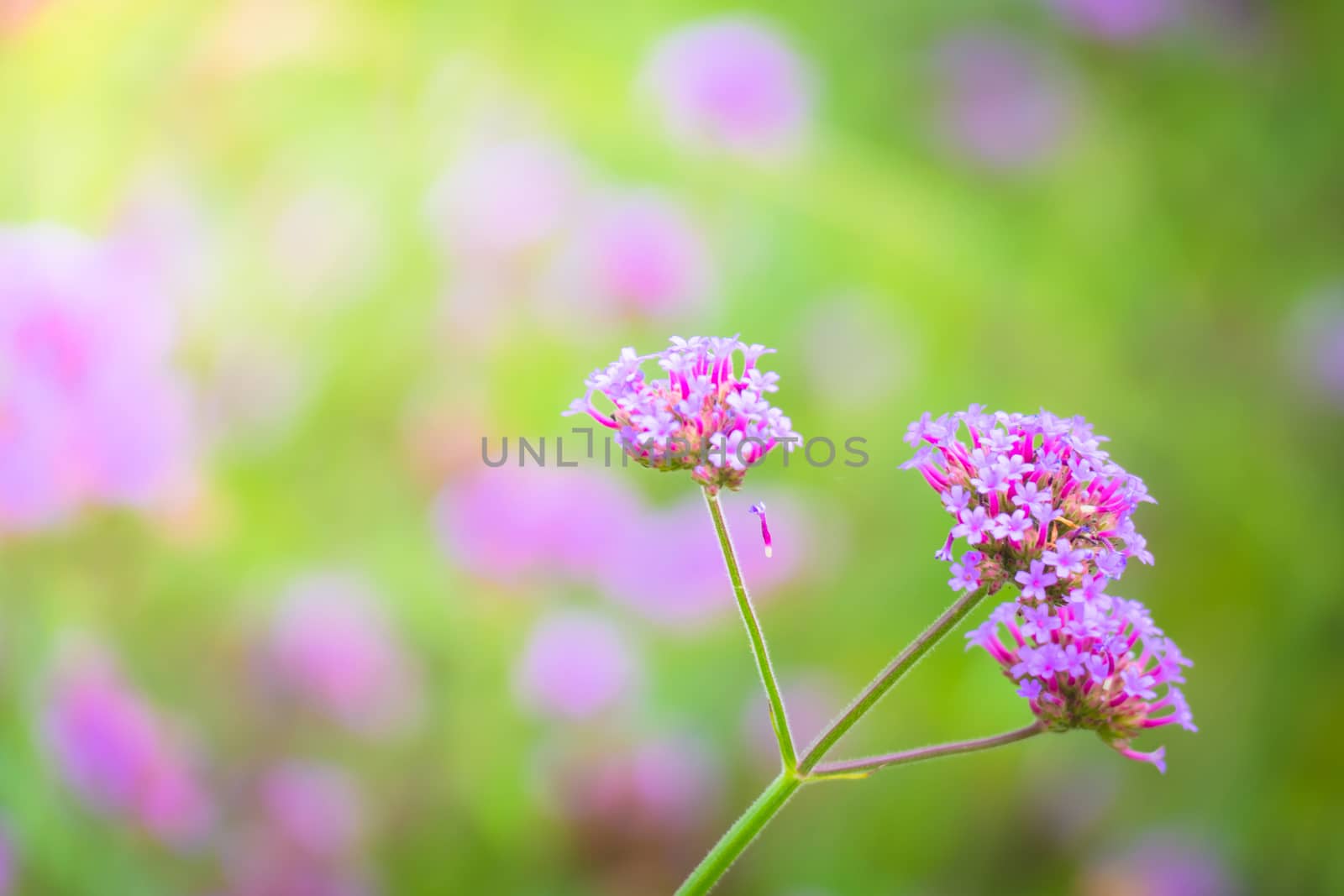 The background image of the colorful flowers by teerawit