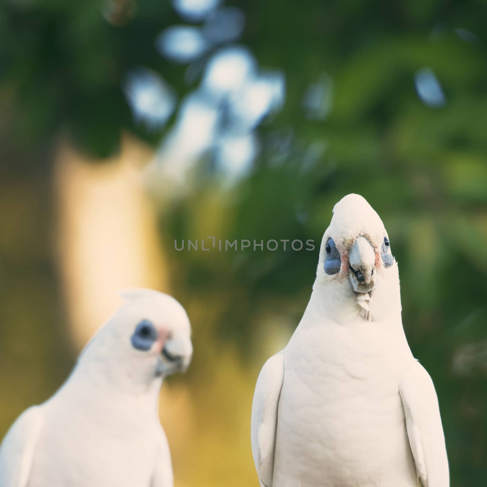 Beautiful white corellas outside during the afternoon. 