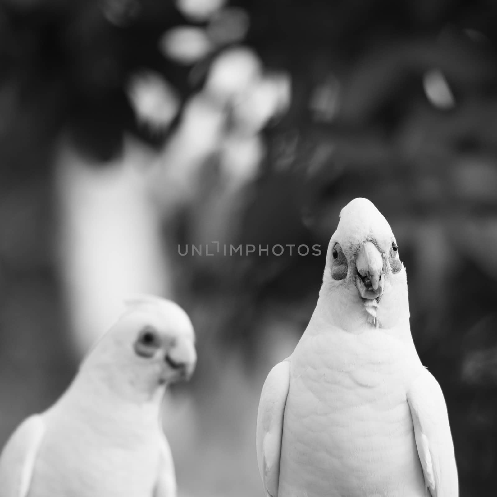 Corellas outside during the afternoon. by artistrobd