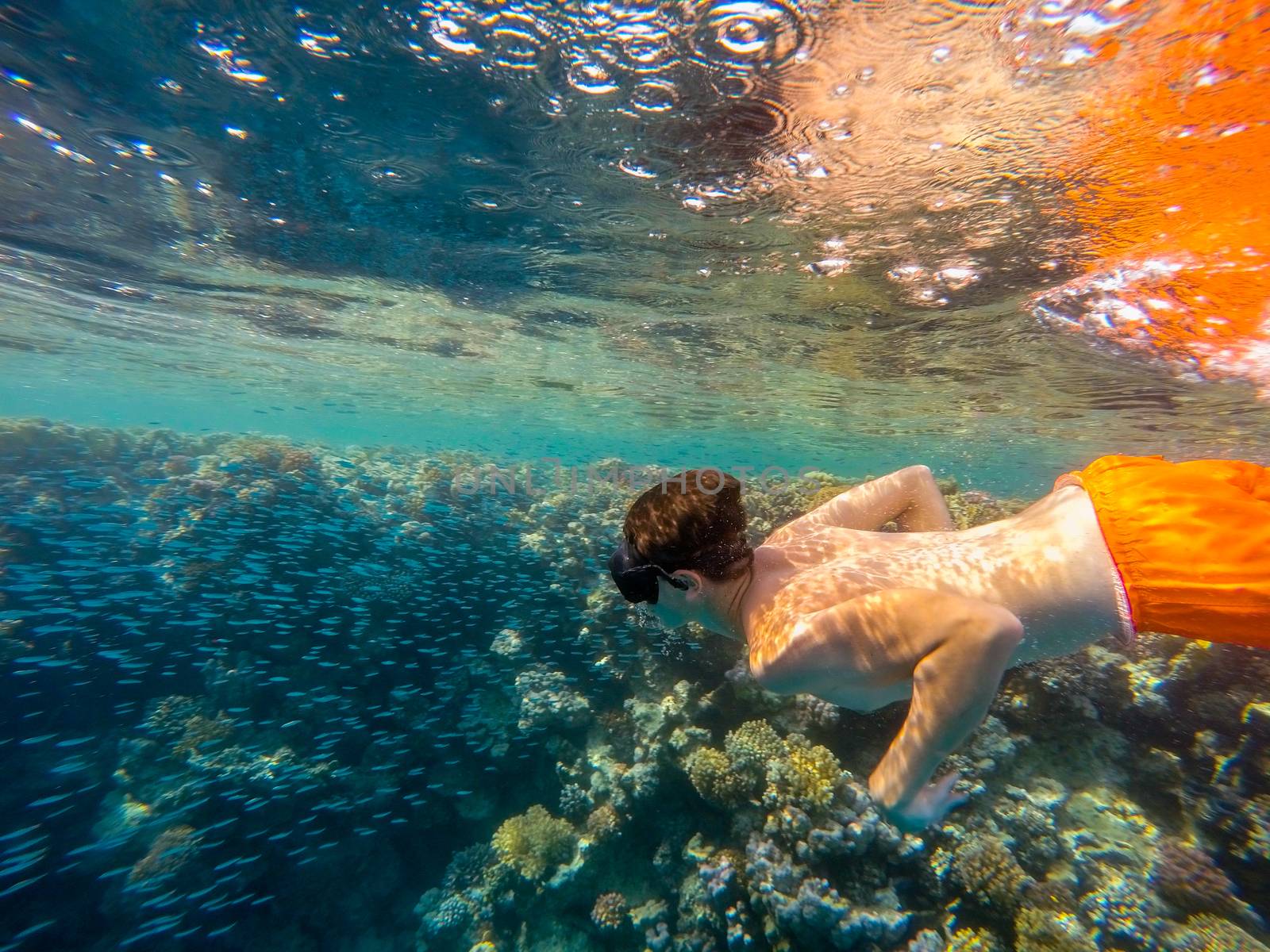 Young boy snorkel swim in underwater exotic tropics paradise with school of fish on coral reef, beautiful view of tropical sea. Marsa alam, Egypt. Summer holiday  vacation concept