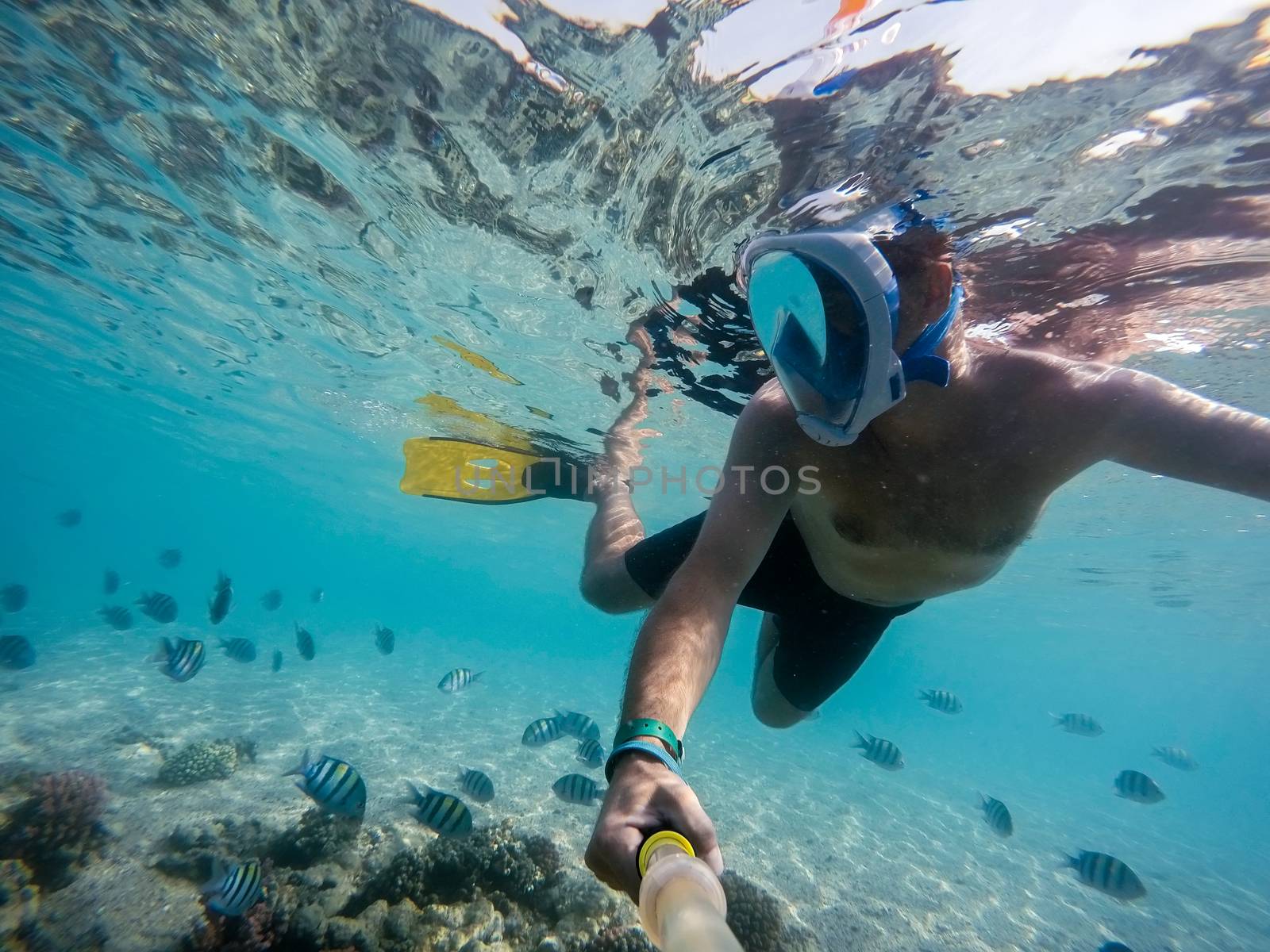 Snorkel swim in shallow water with coral fish, Red Sea, Egypt by artush