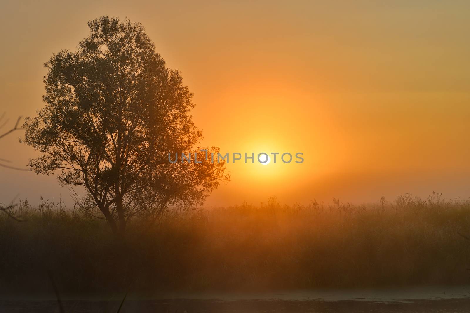 Photo with a summer sunrise and a tree.