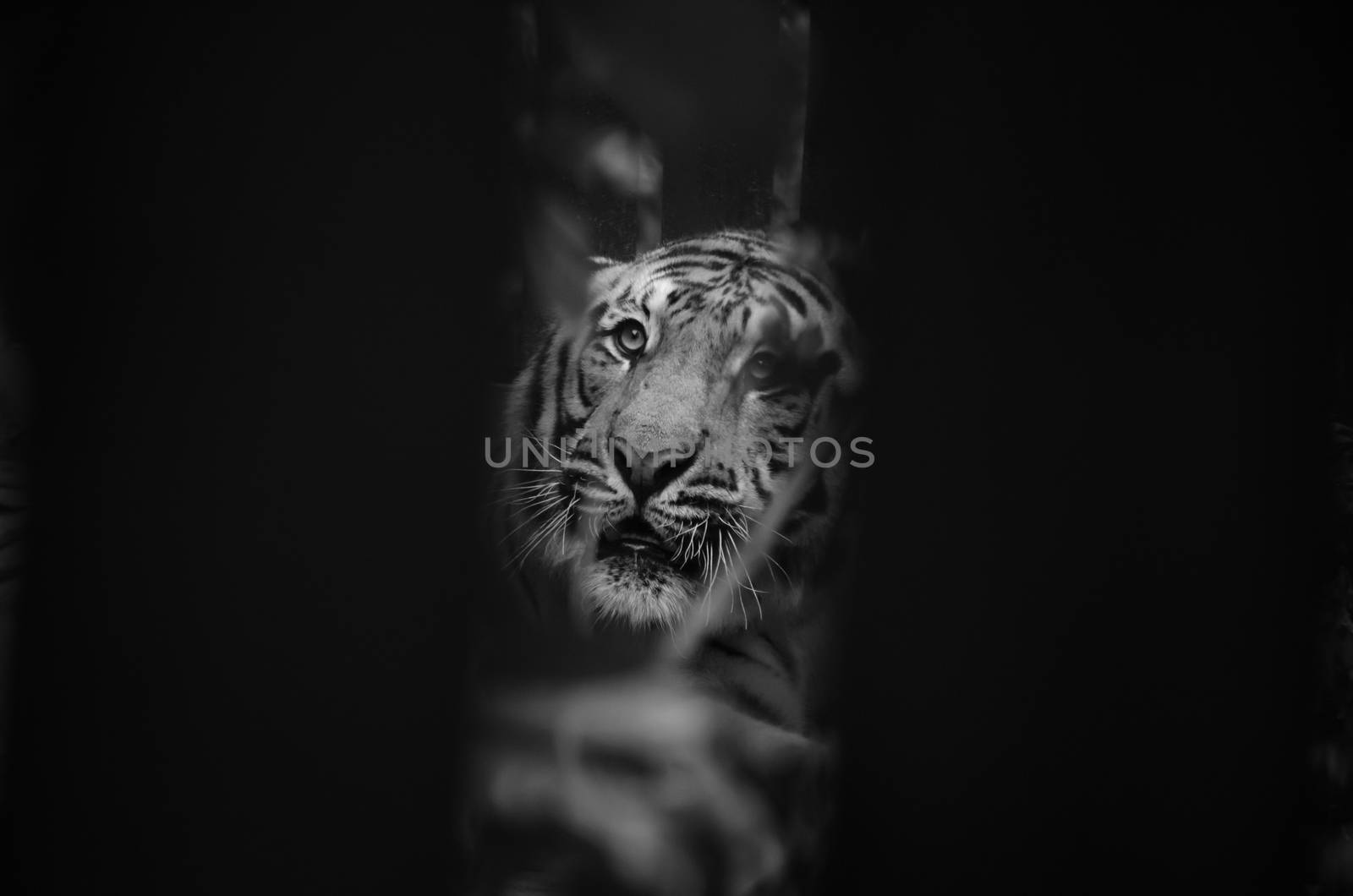 panthera tigris corbetti is playing with friend and it is same cat