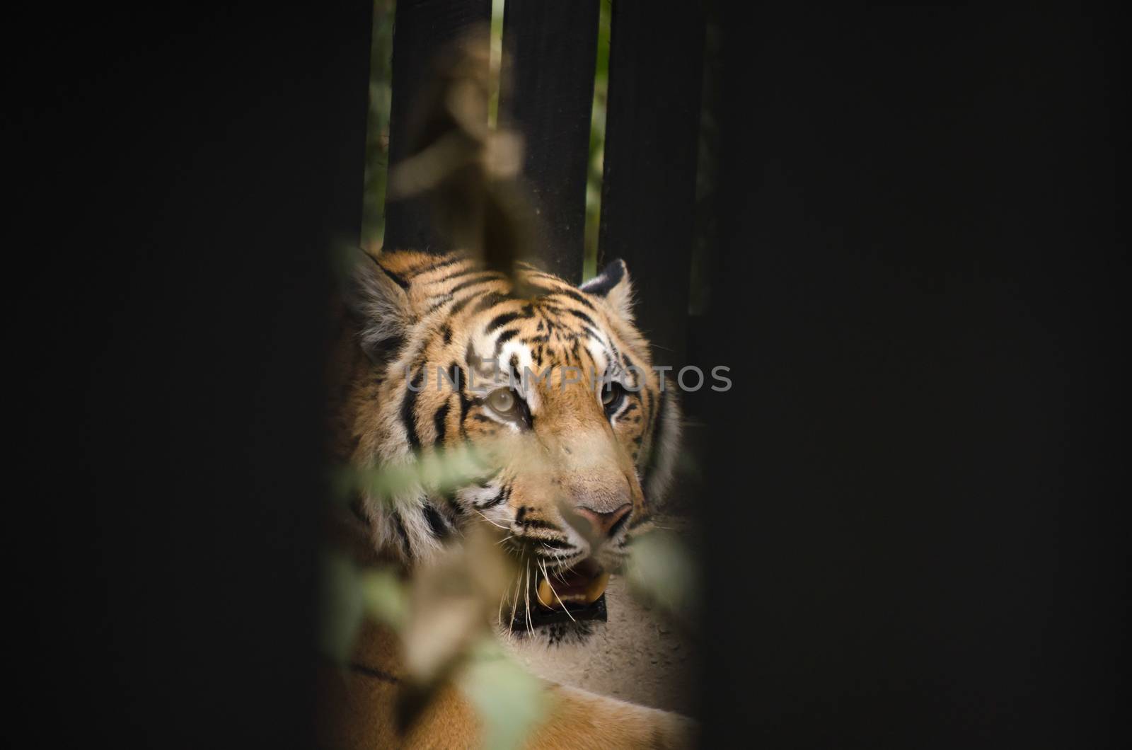 panthera tigris corbetti is playing with friend and it is same cat