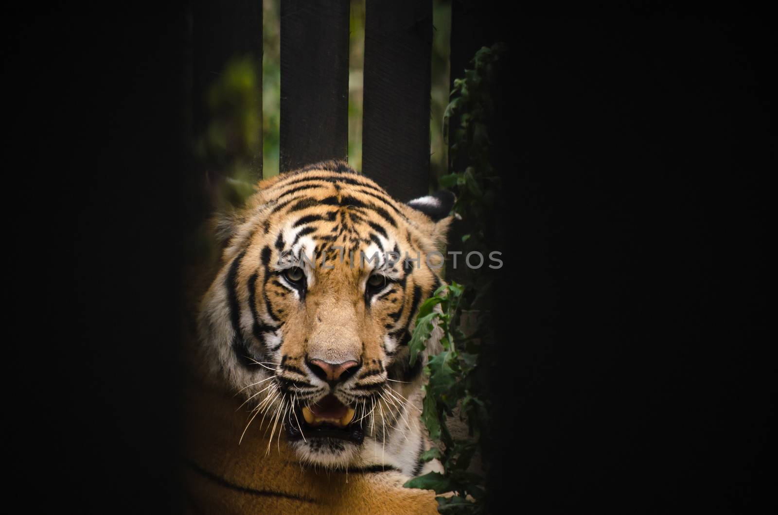 panthera tigris corbetti is playing with friend and it is same cat